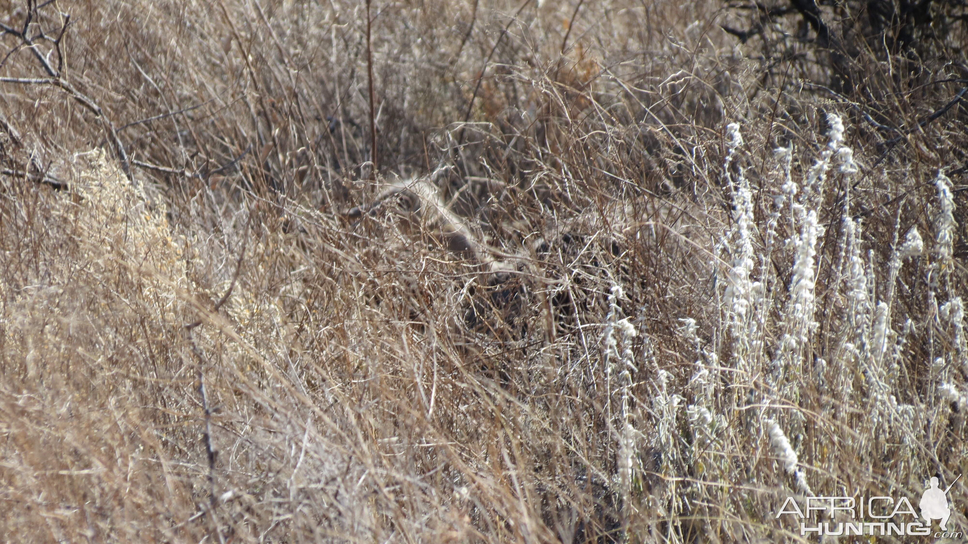 Ostrich on nest Namibia