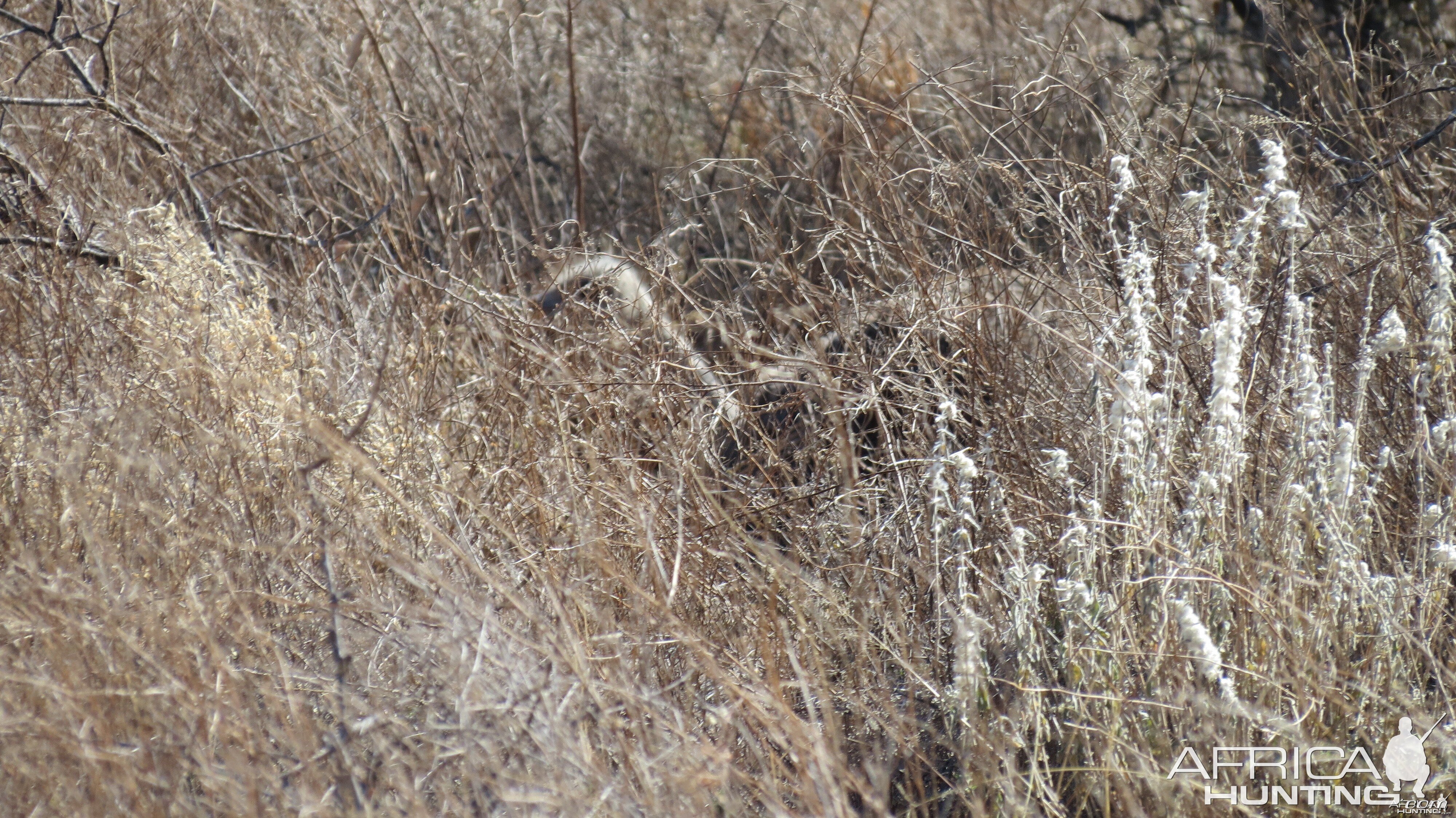 Ostrich on nest Namibia