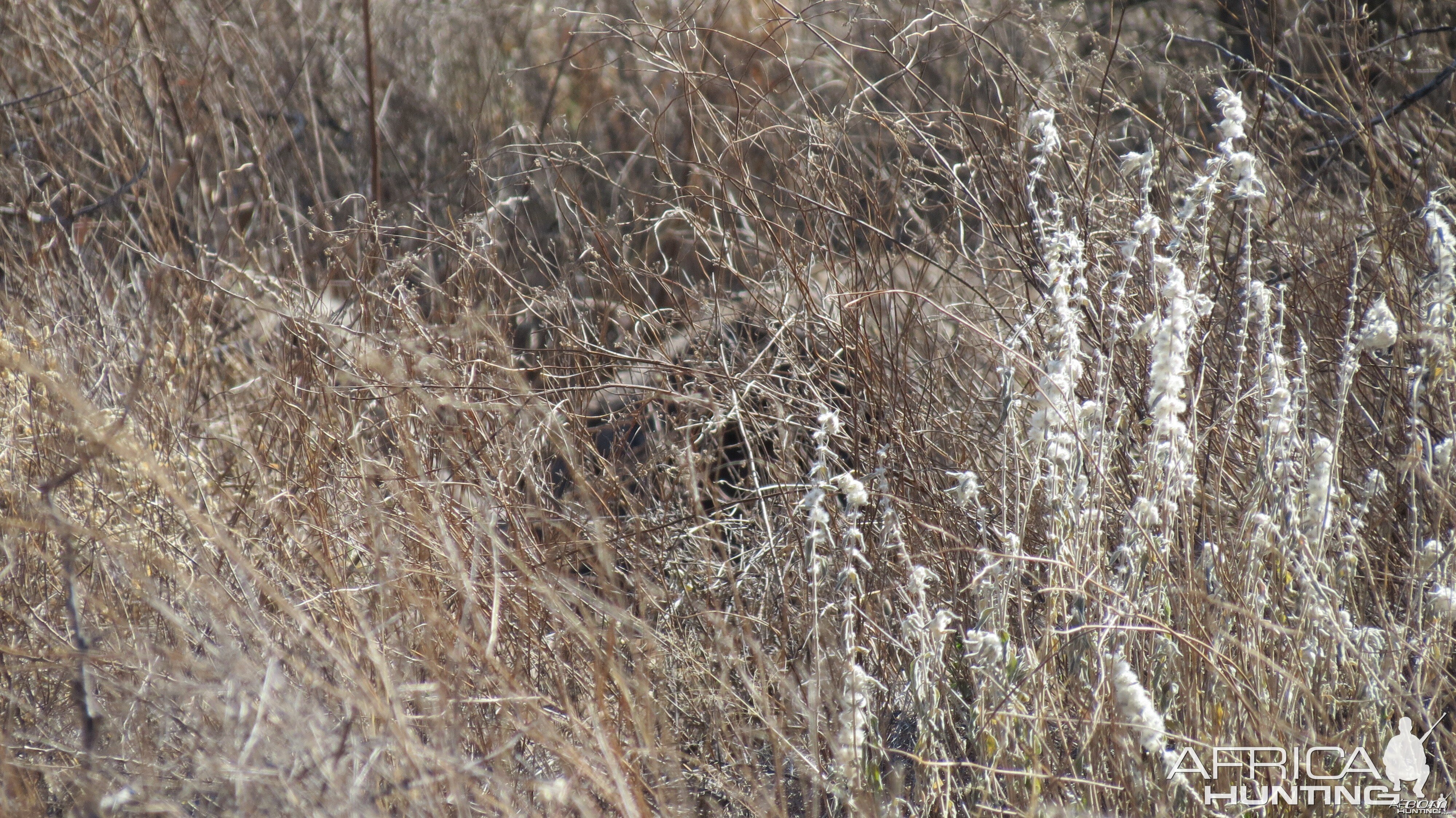 Ostrich on nest Namibia