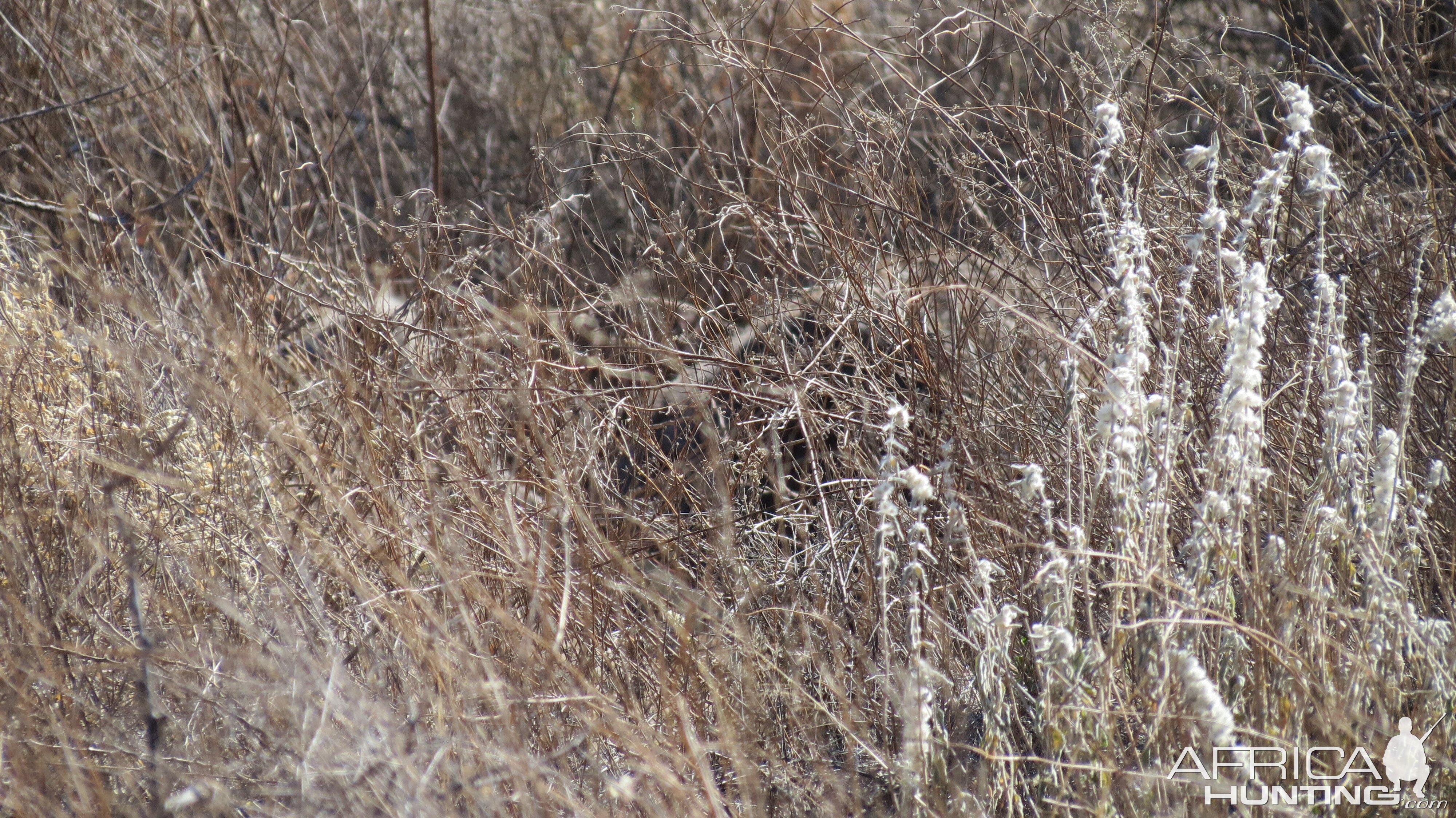 Ostrich on nest Namibia