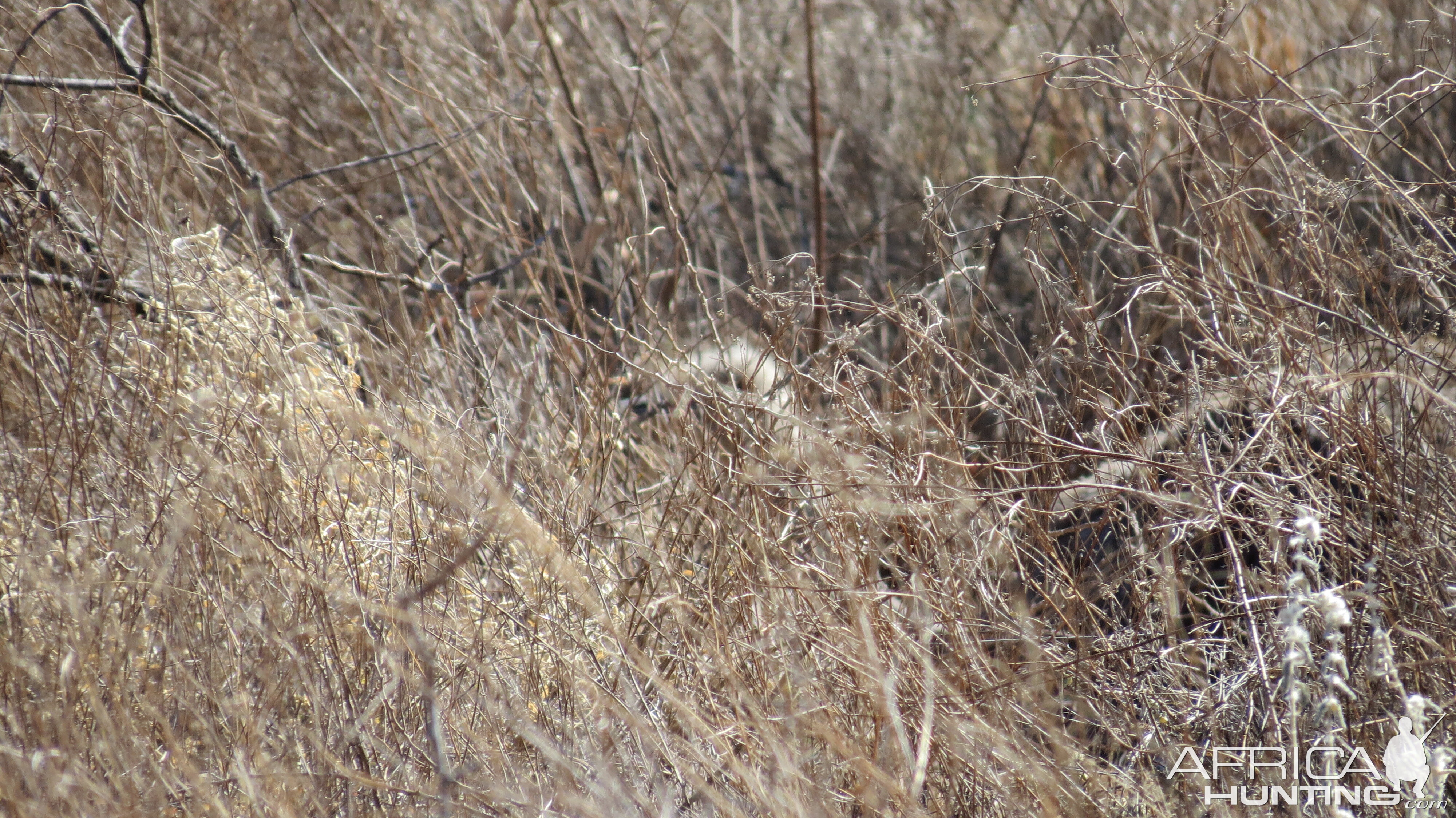 Ostrich on nest Namibia