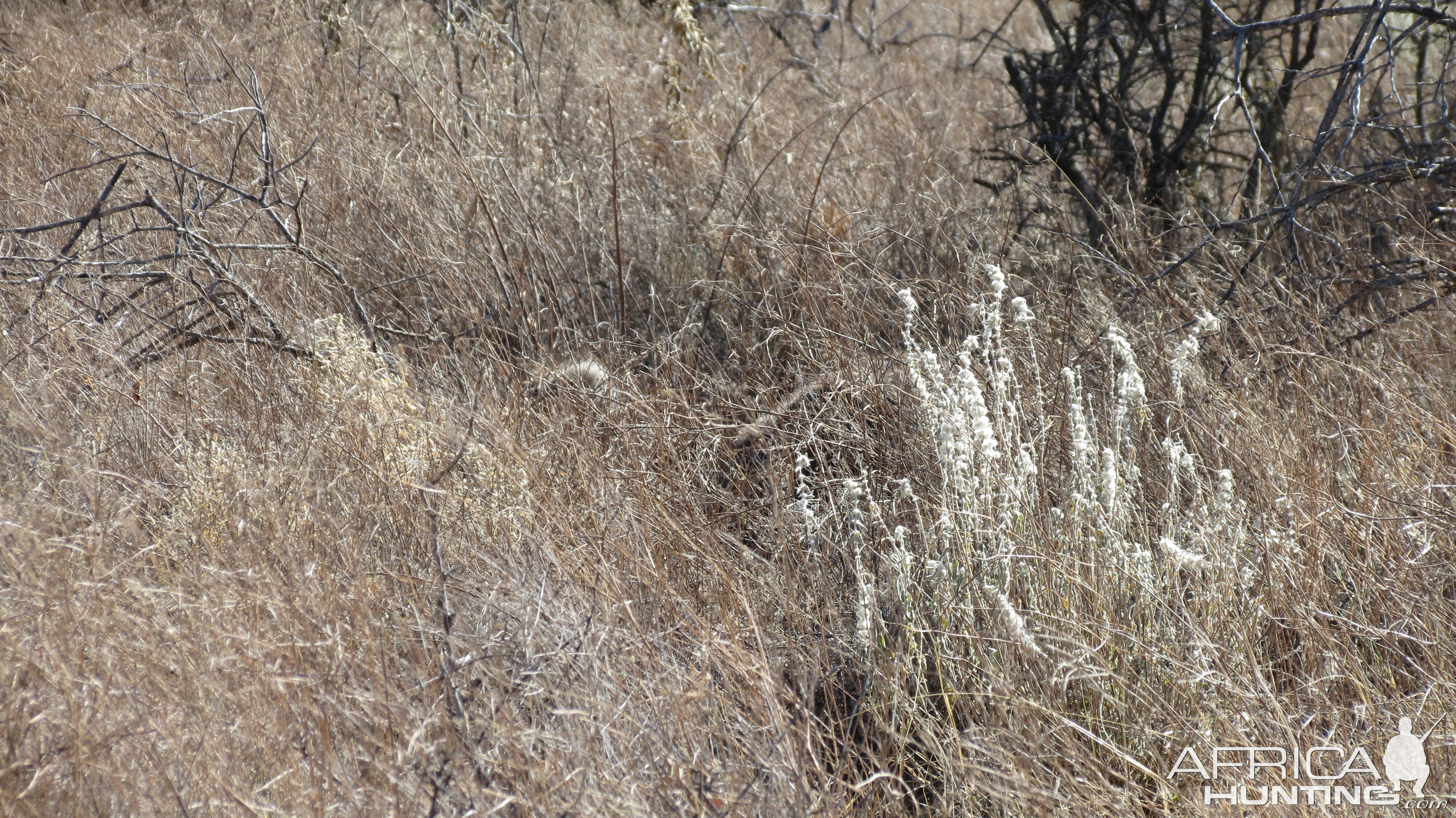 Ostrich on nest Namibia