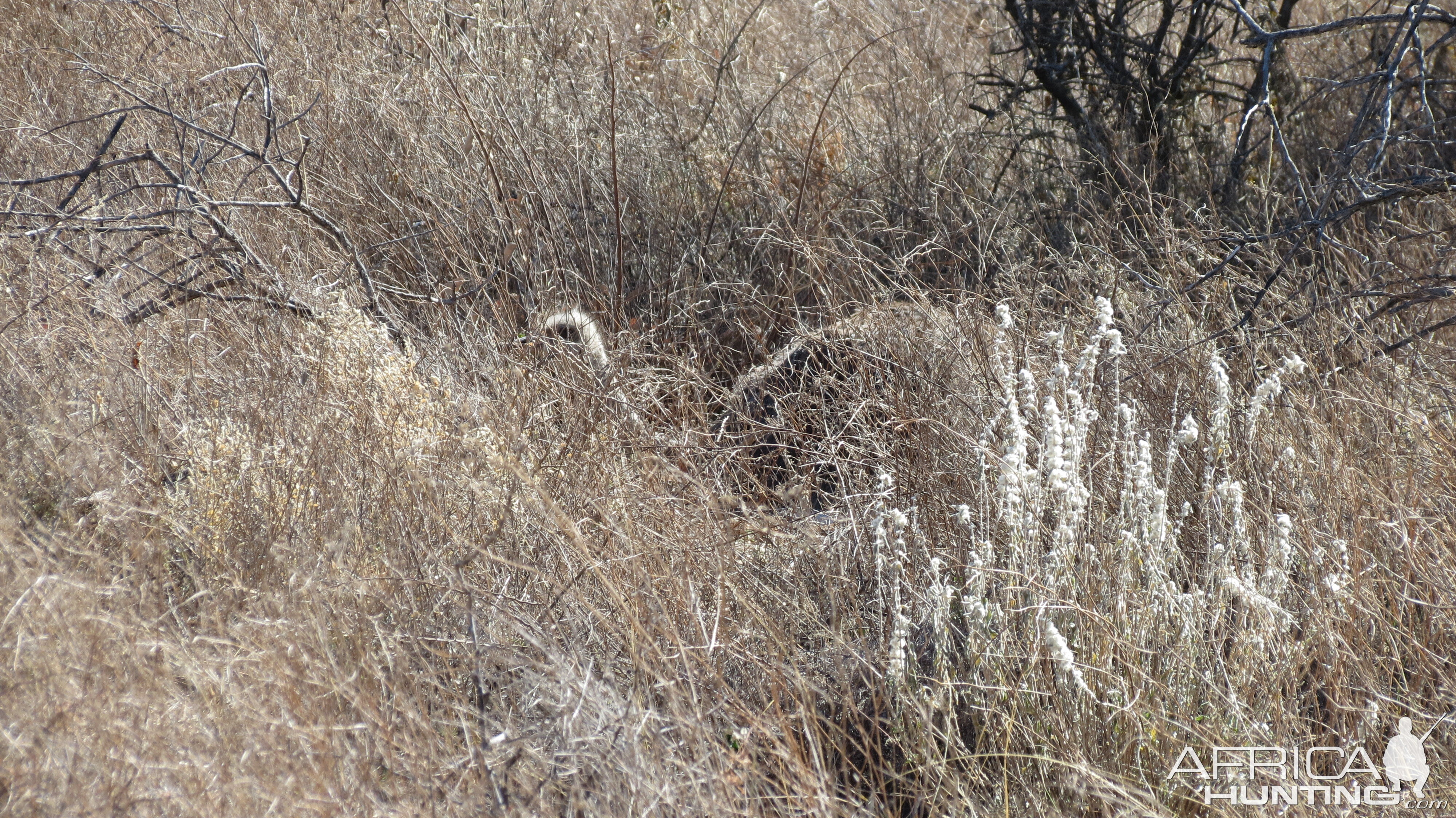 Ostrich on nest Namibia