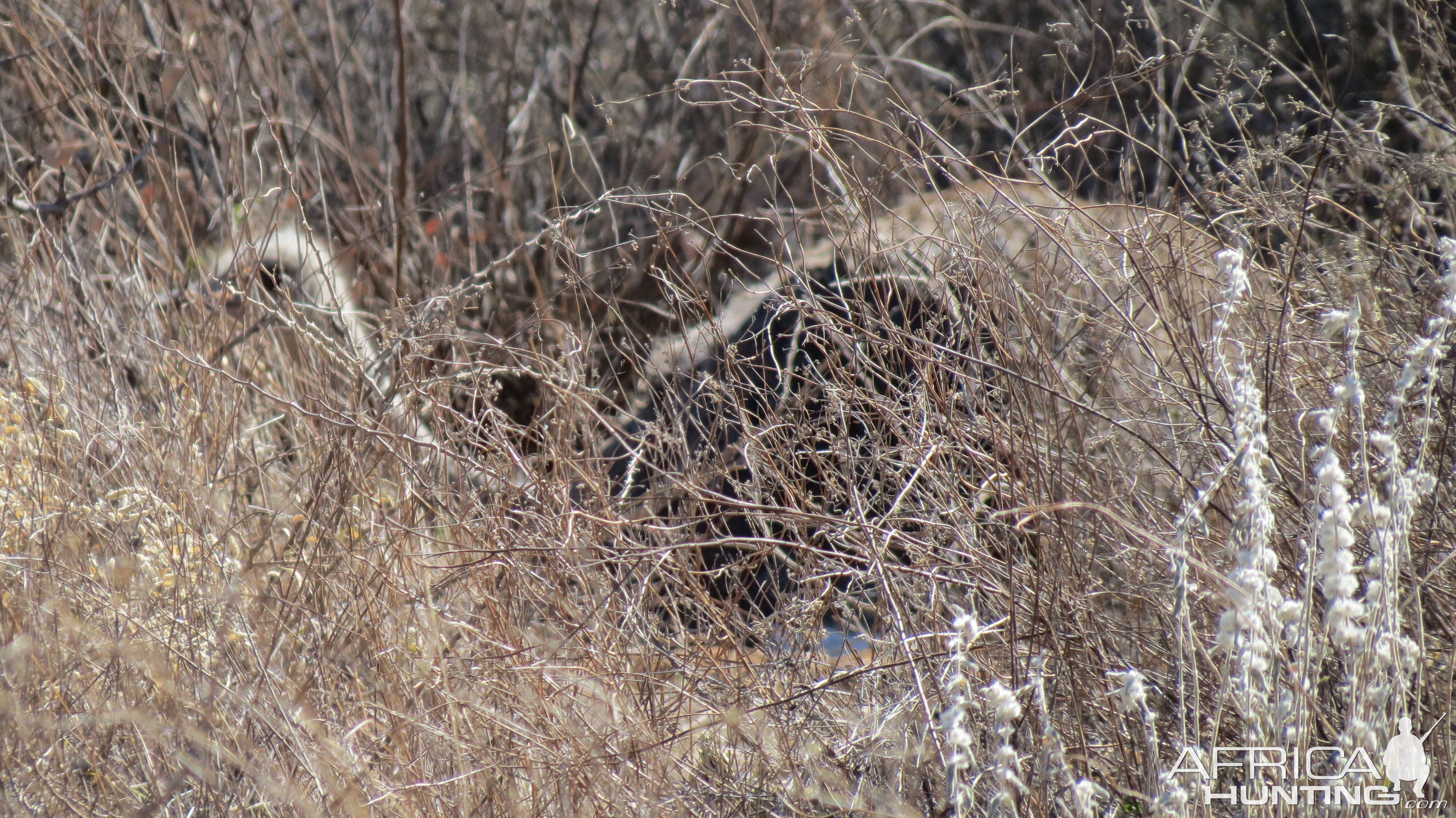 Ostrich on nest Namibia