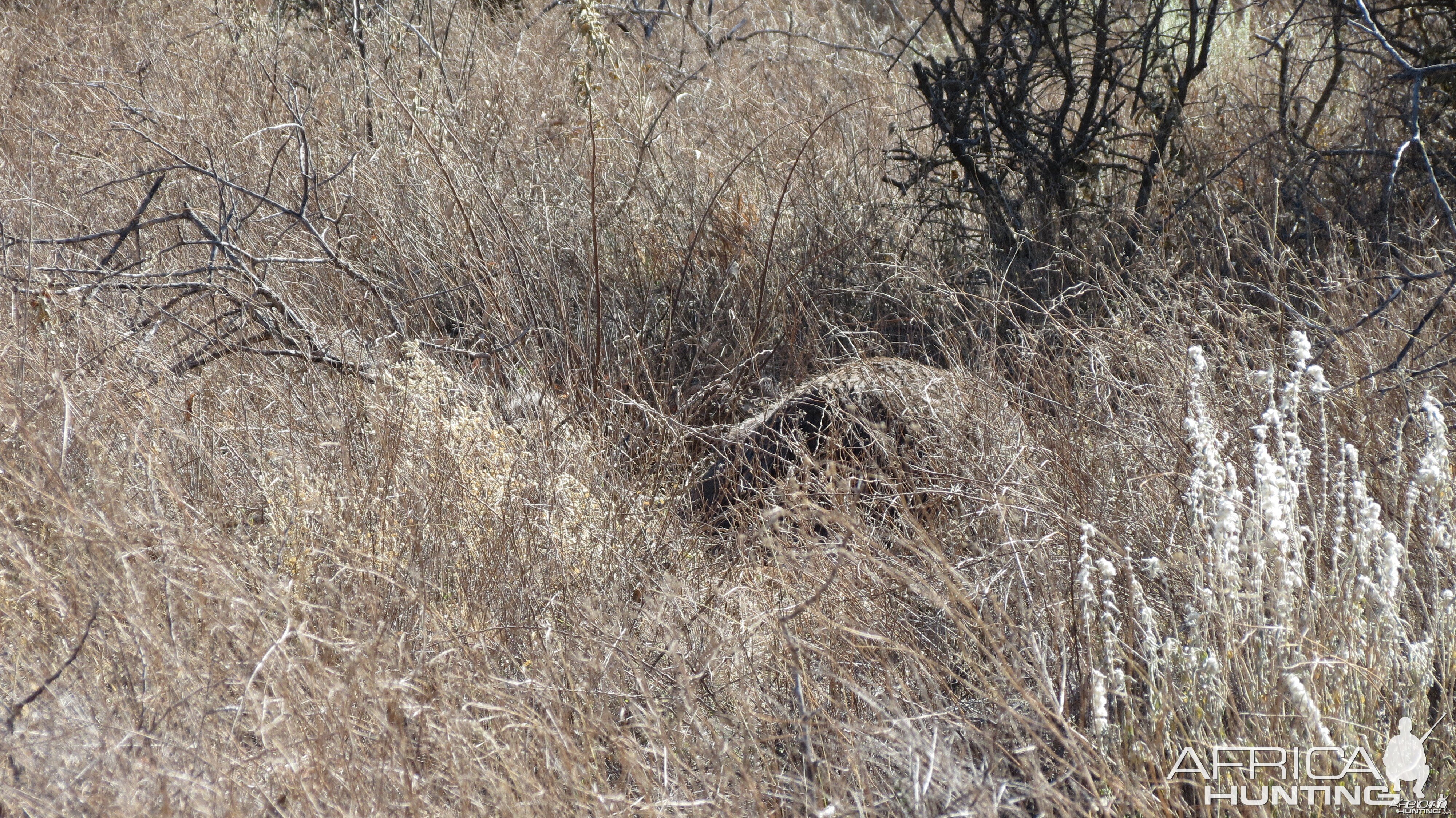 Ostrich on nest Namibia