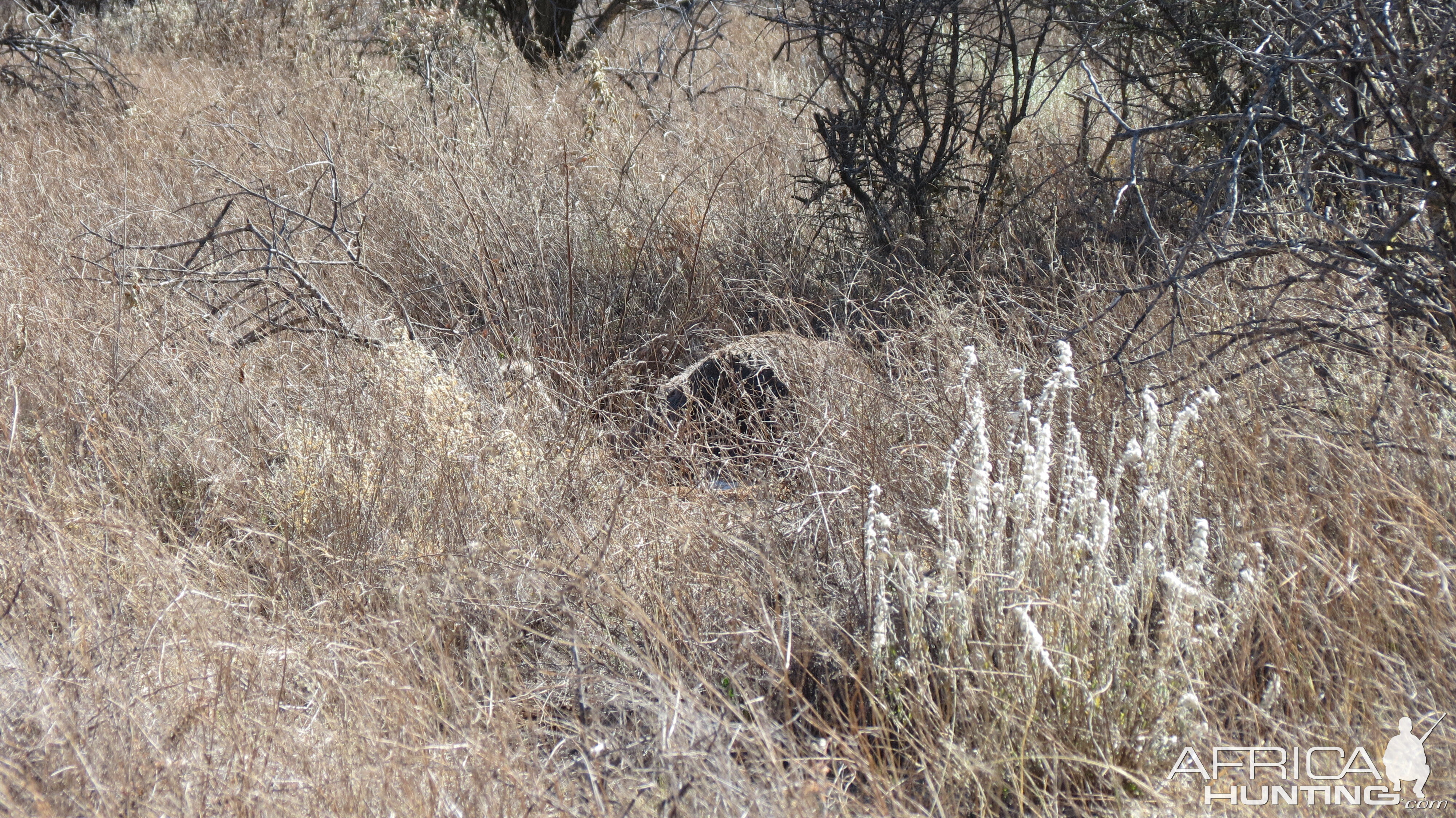 Ostrich on nest Namibia