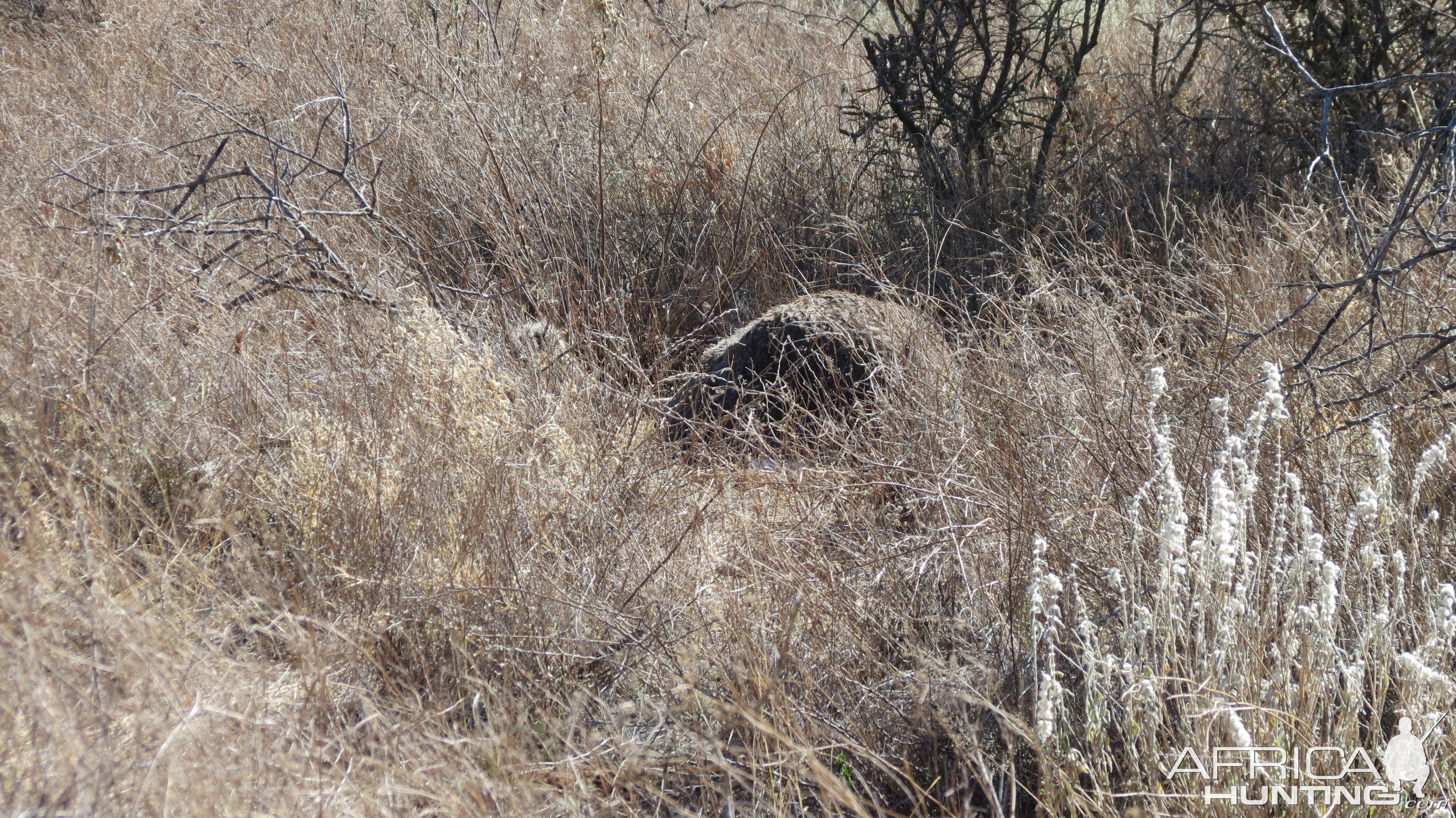 Ostrich on nest Namibia