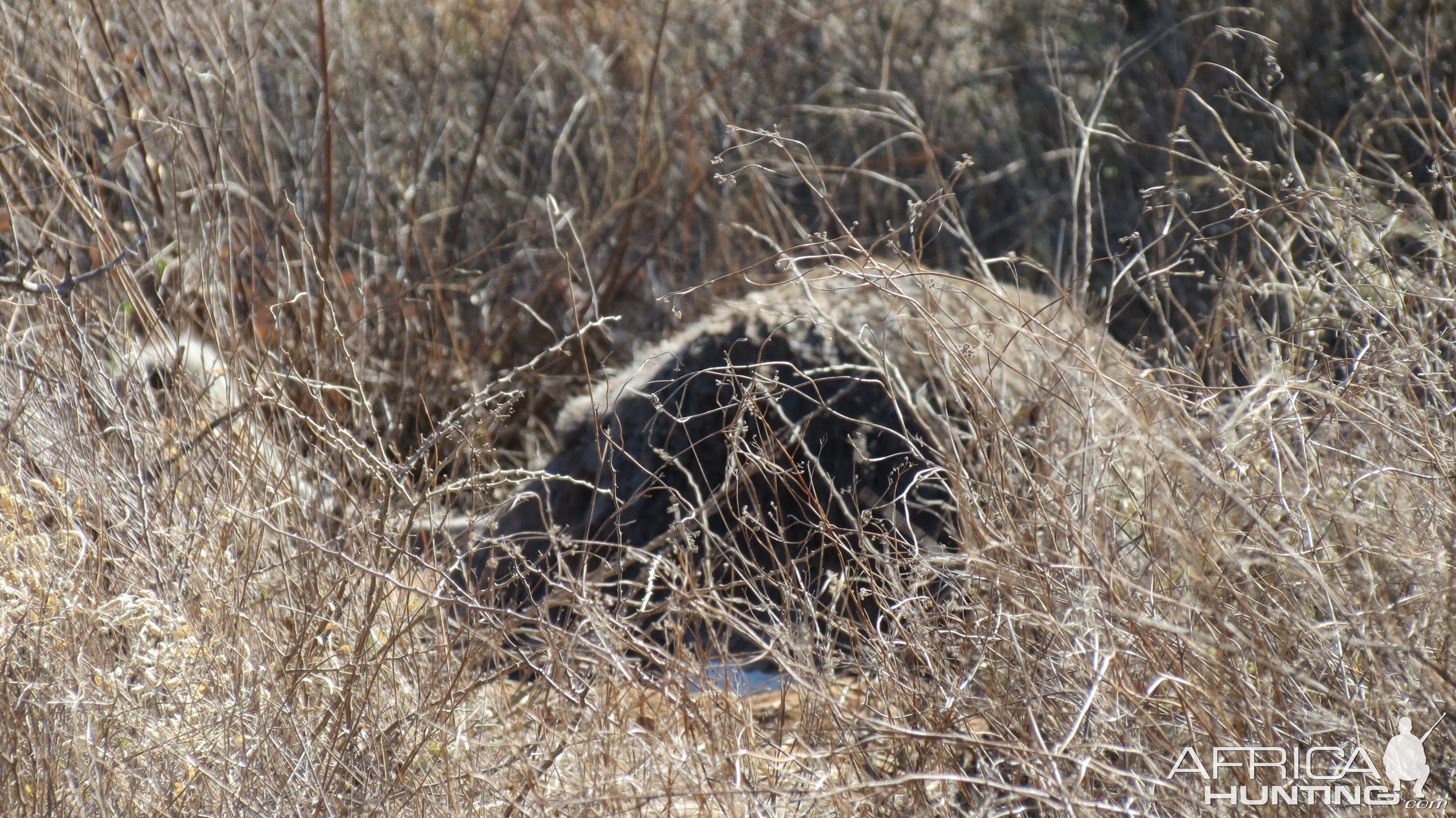 Ostrich on nest Namibia