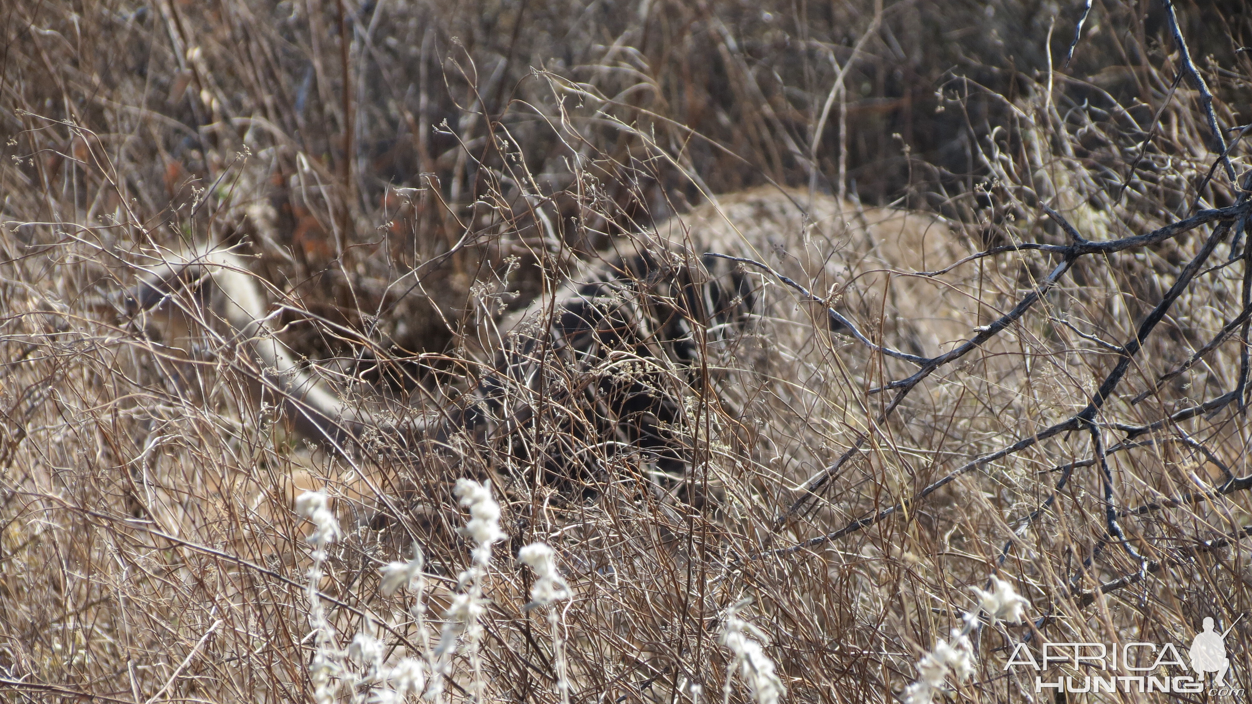 Ostrich on nest Namibia