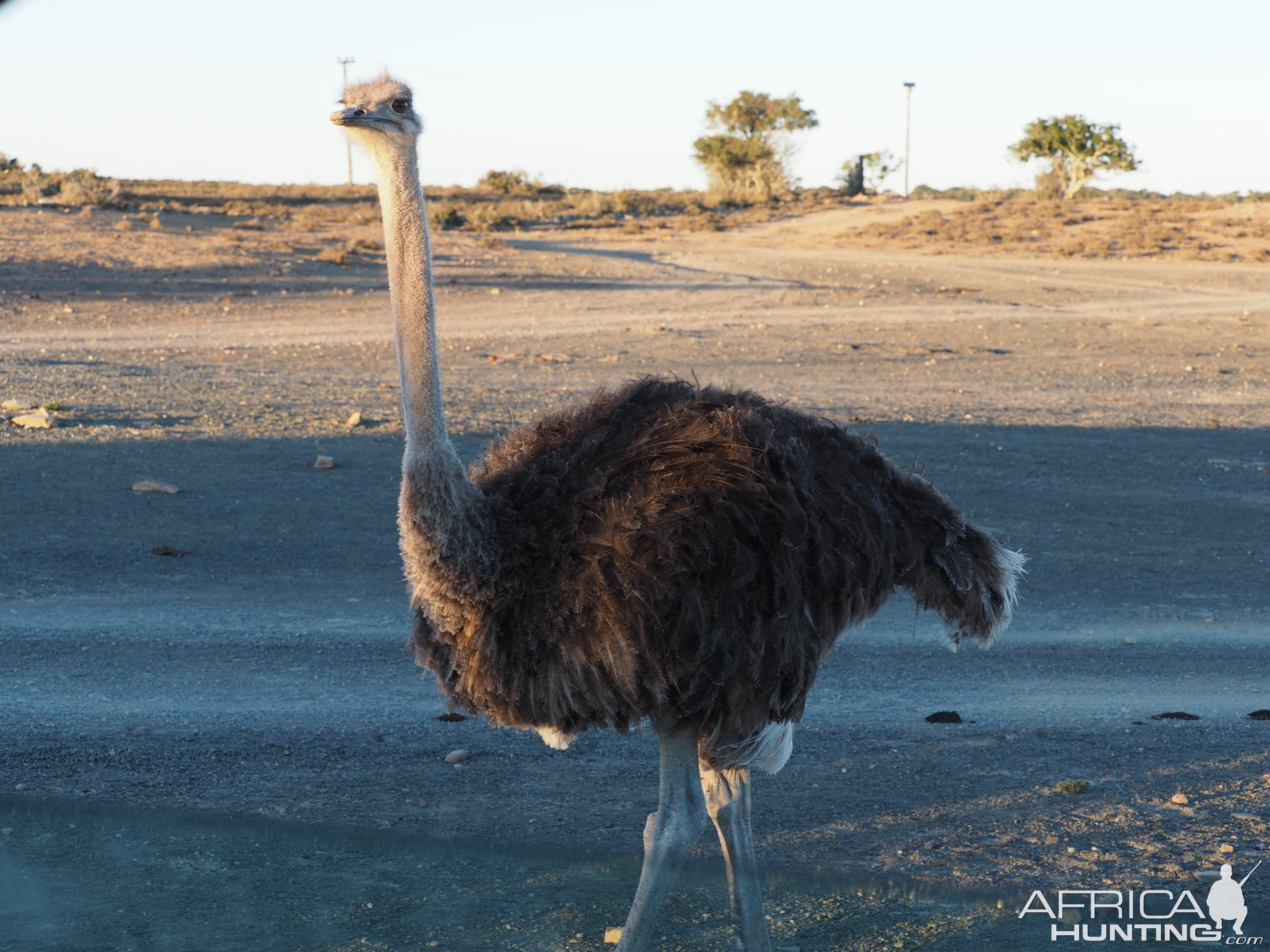 Ostrich South Africa