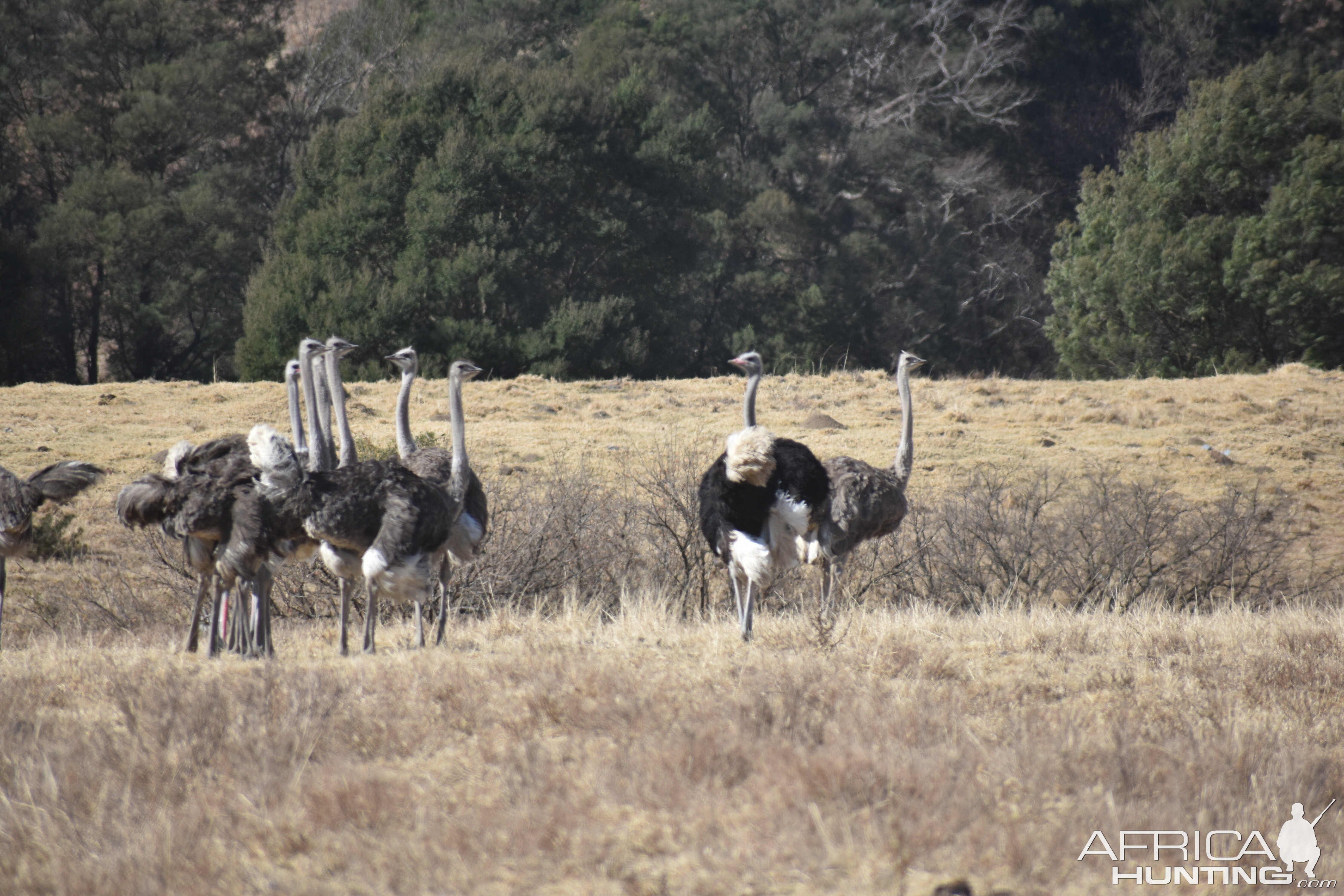 Ostrich South Africa