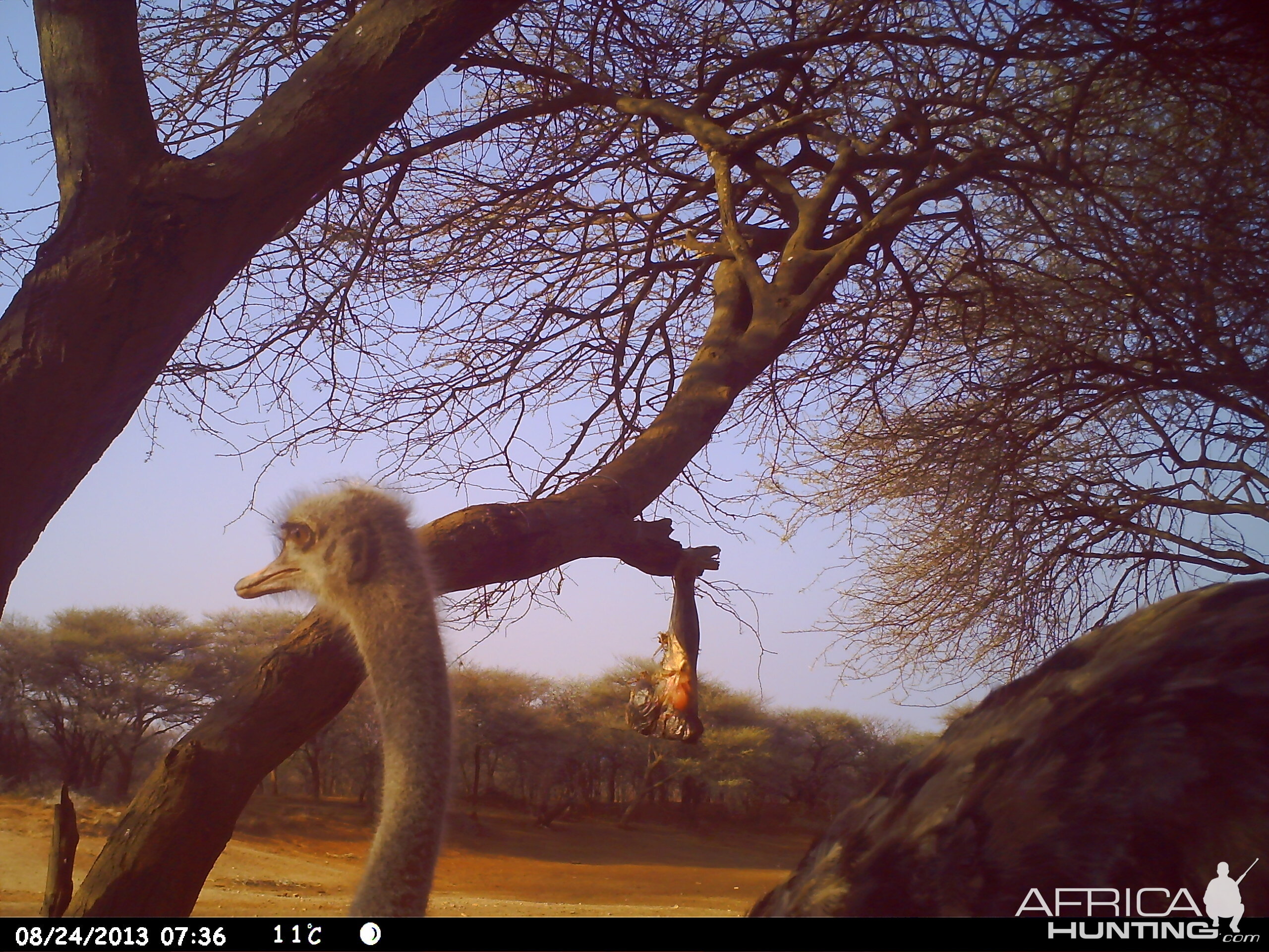 Ostrich Trail Camera