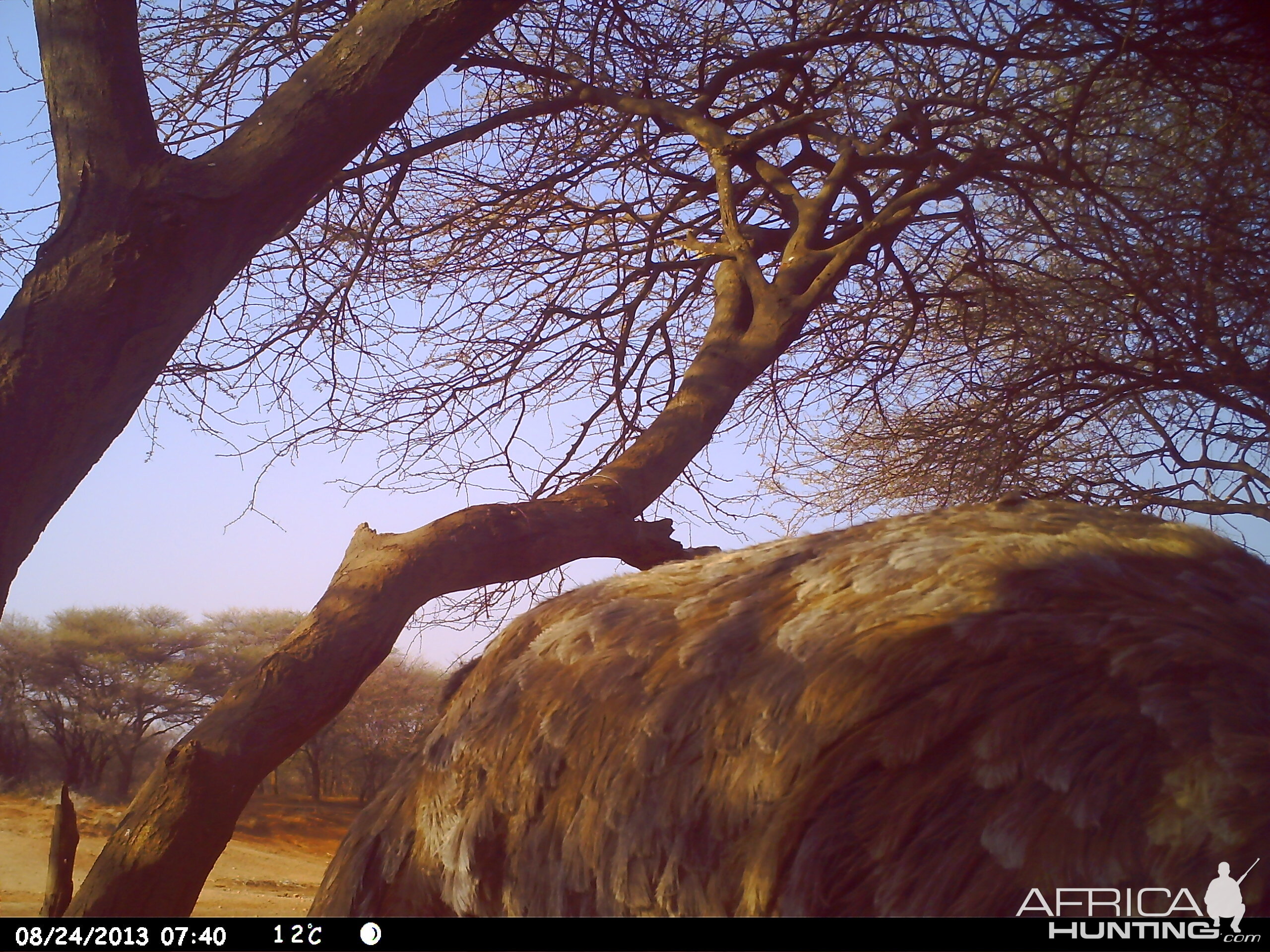 Ostrich  Trail Camera