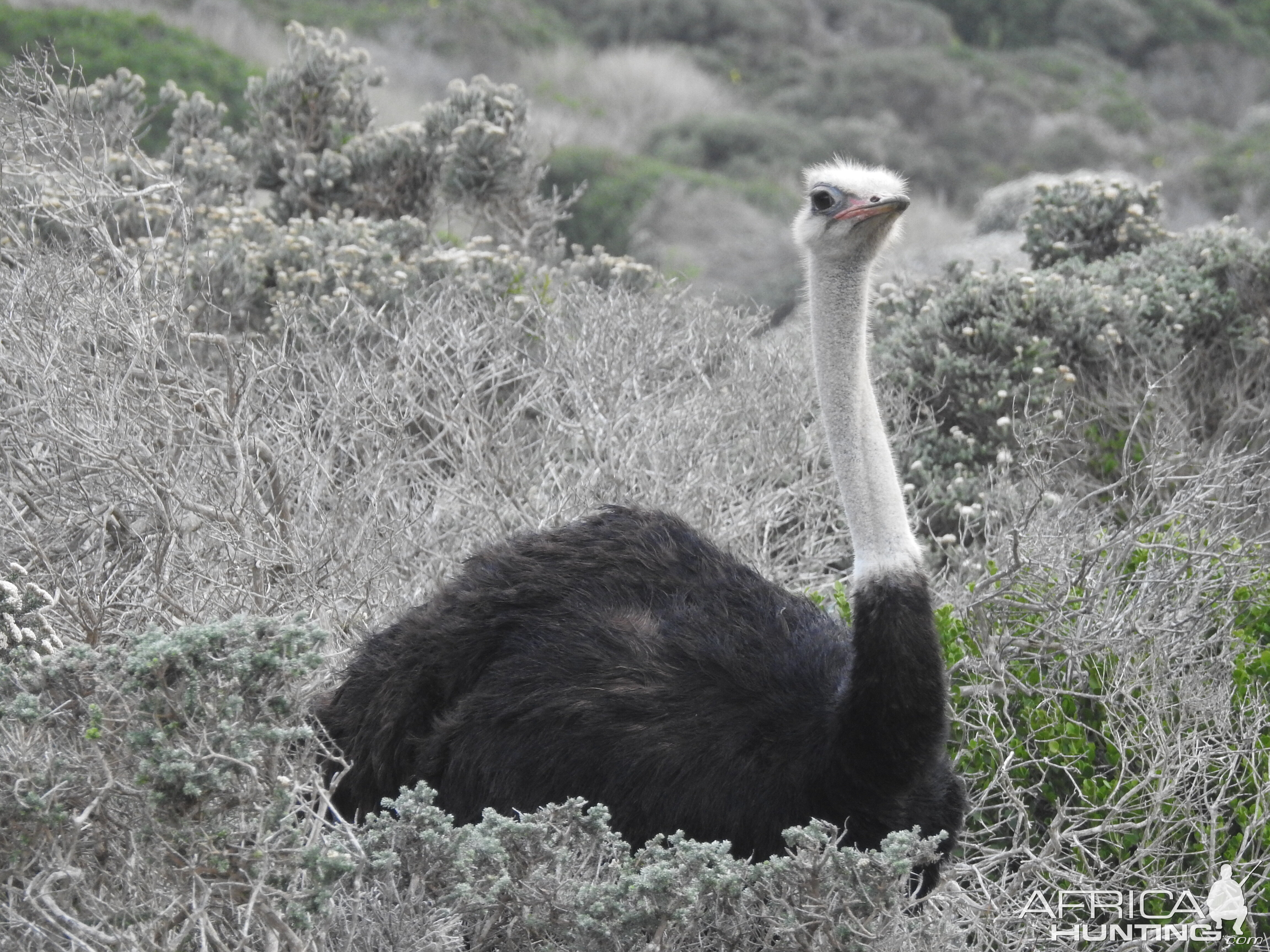 Ostrich