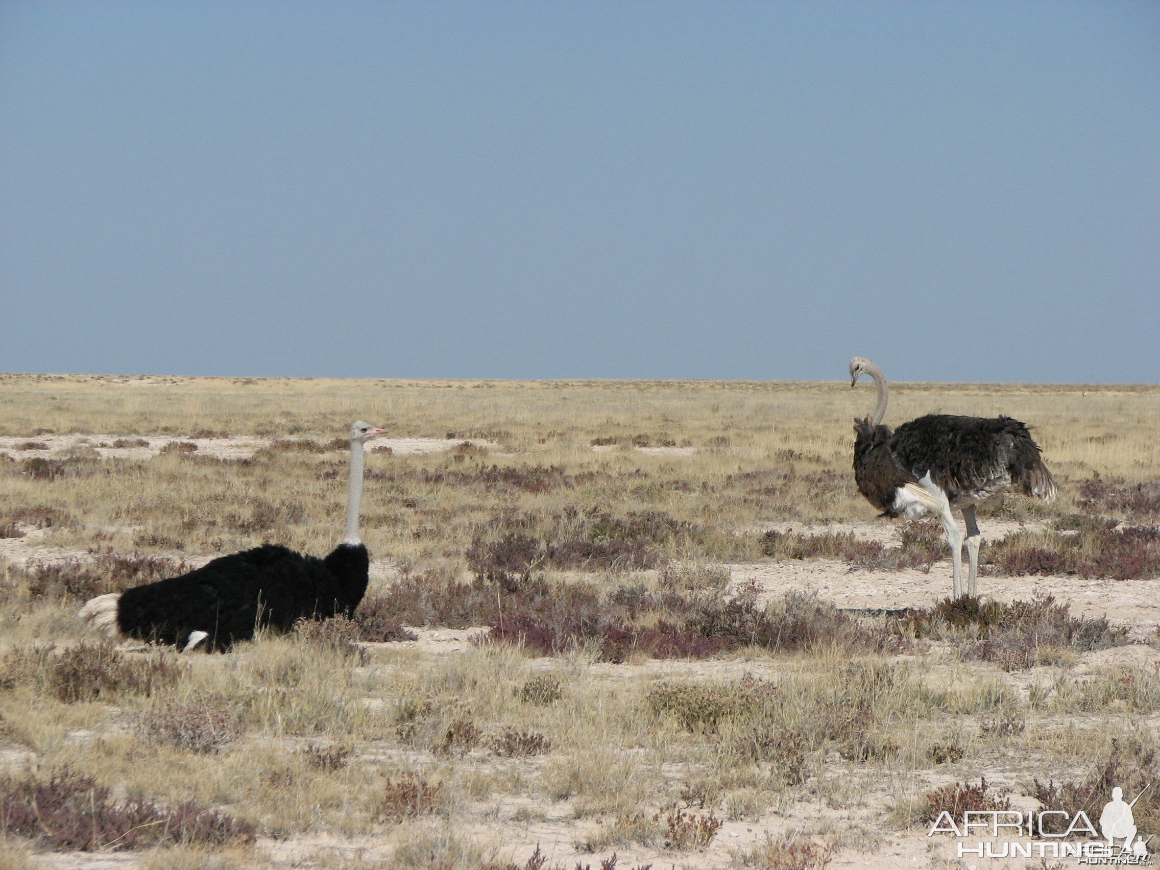 Ostriches at Etosha National Park, Namibia