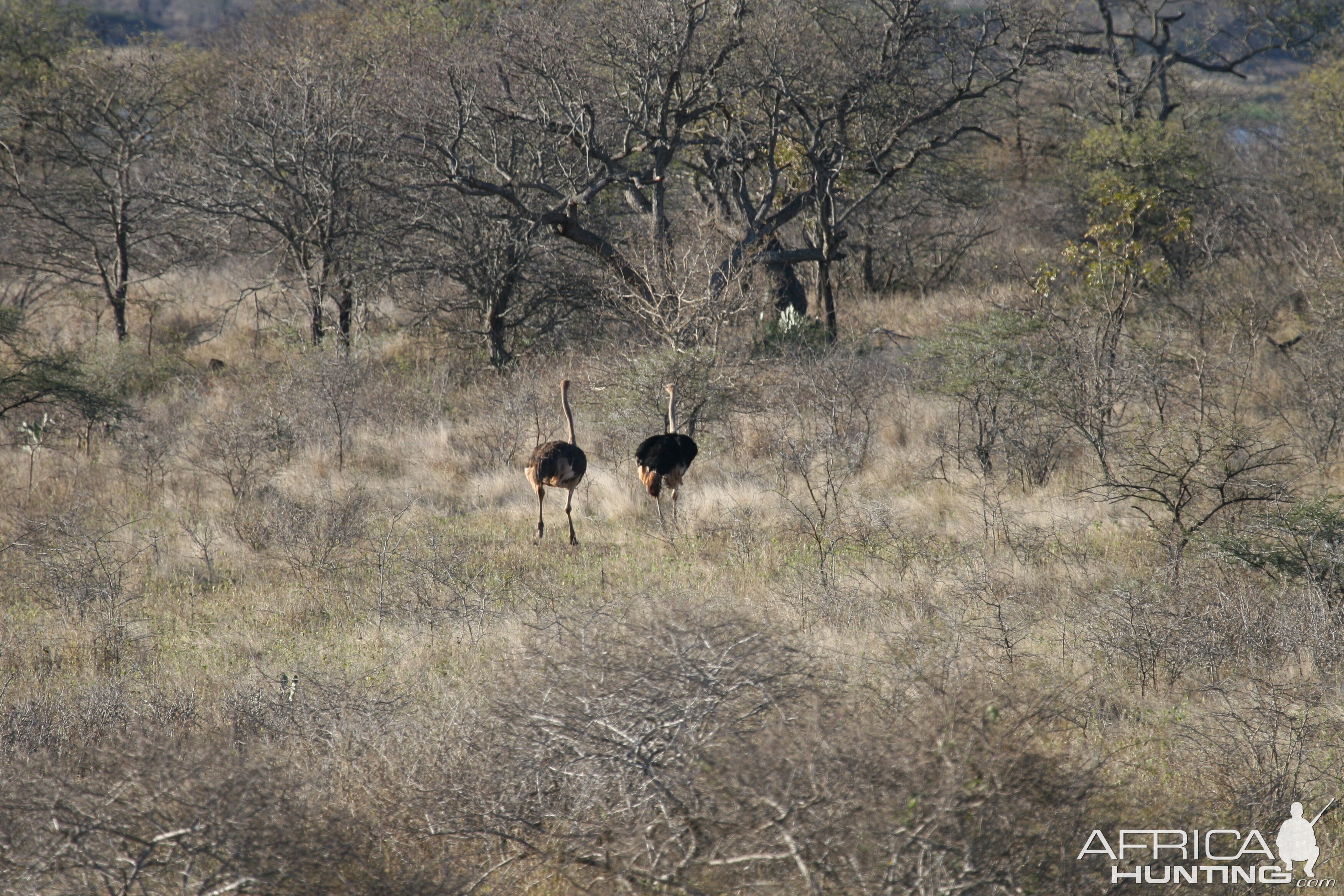 Ostriches