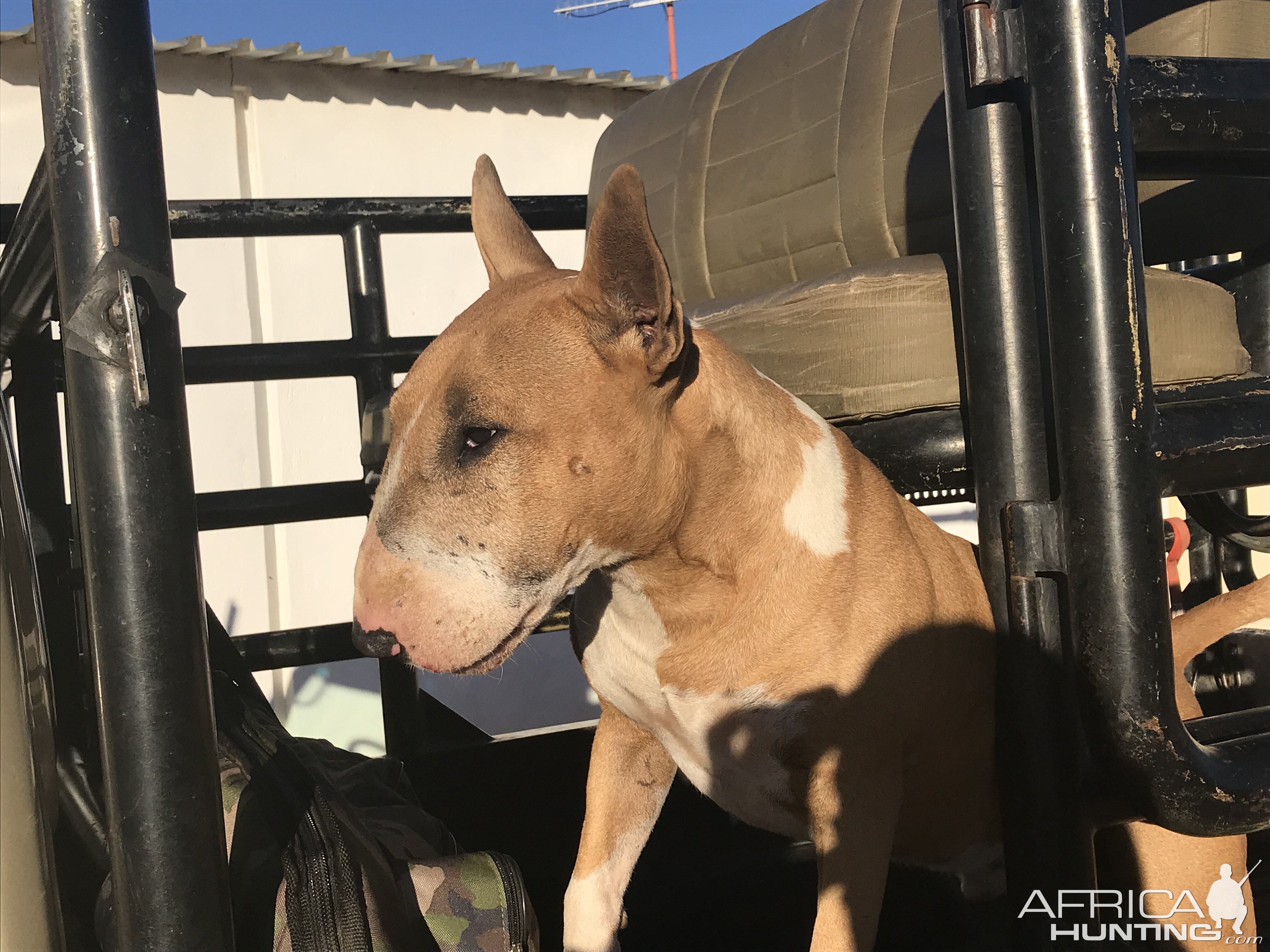 Our Hunting Companion Bruno the Bull Terrier