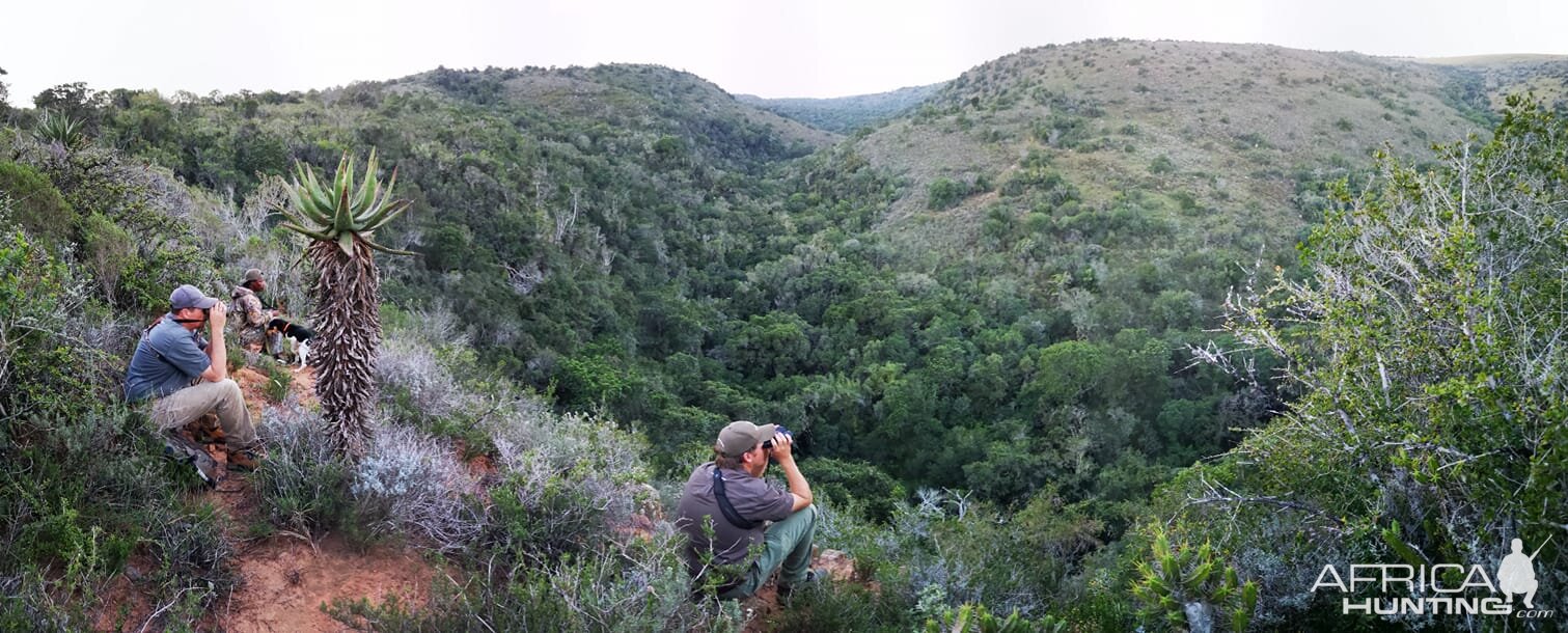 Out looking for Bushbuck