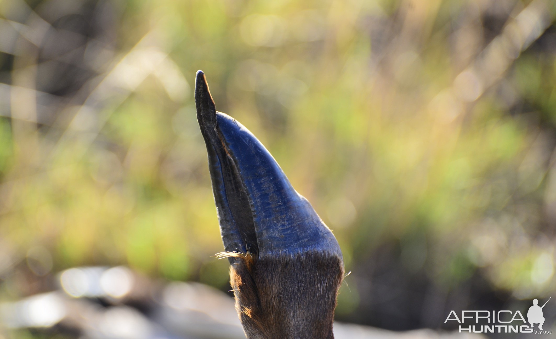 Overgrown Hoof Blesbok