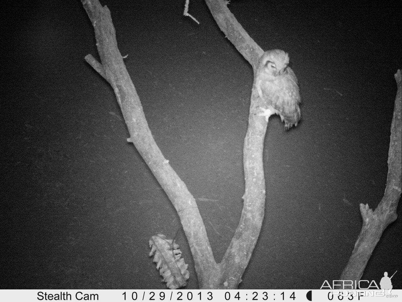 Owl Trail Camera