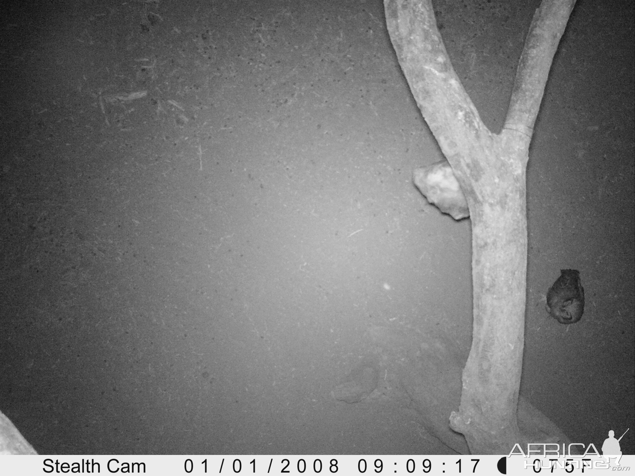 Owl Trail Camera