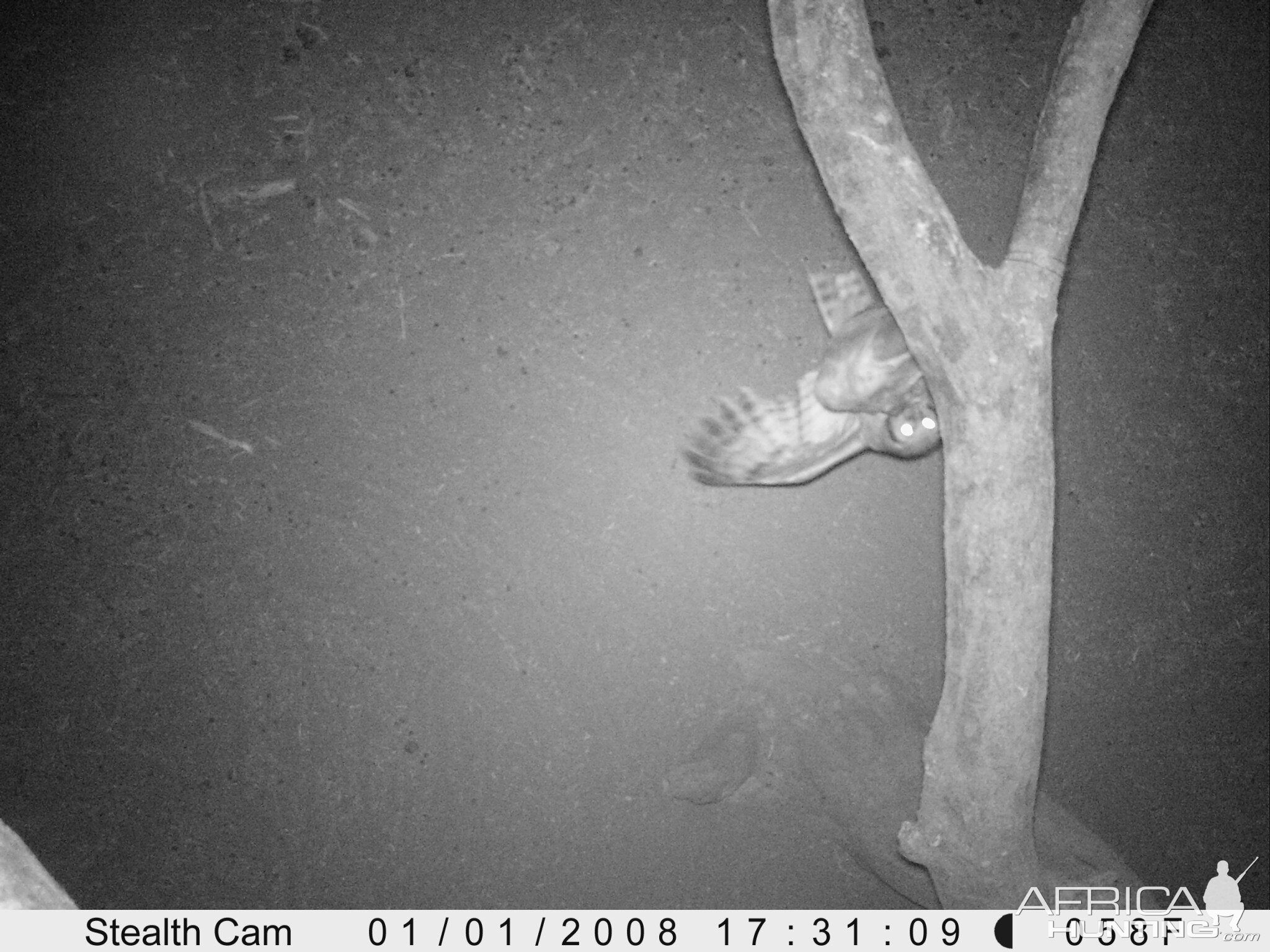 Owl Trail Camera