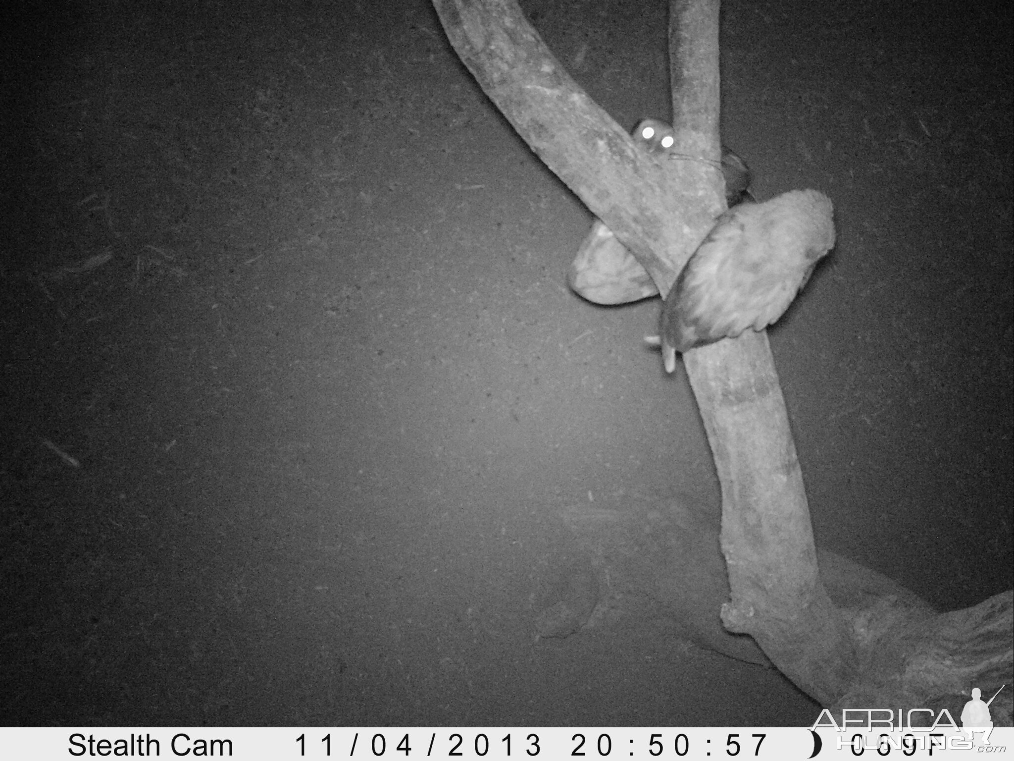 Owl Trail Camera