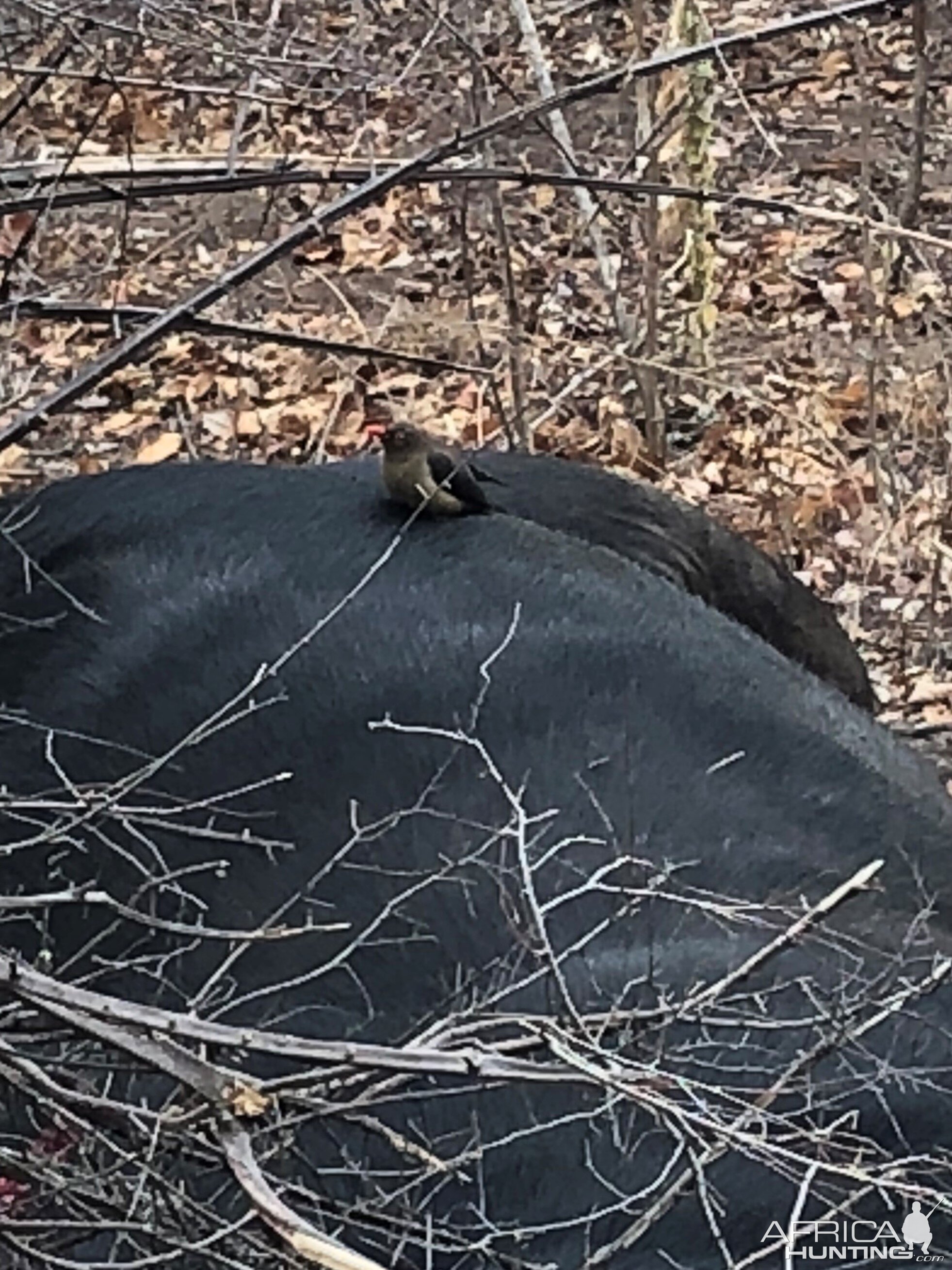 Oxpecker on Buffalo