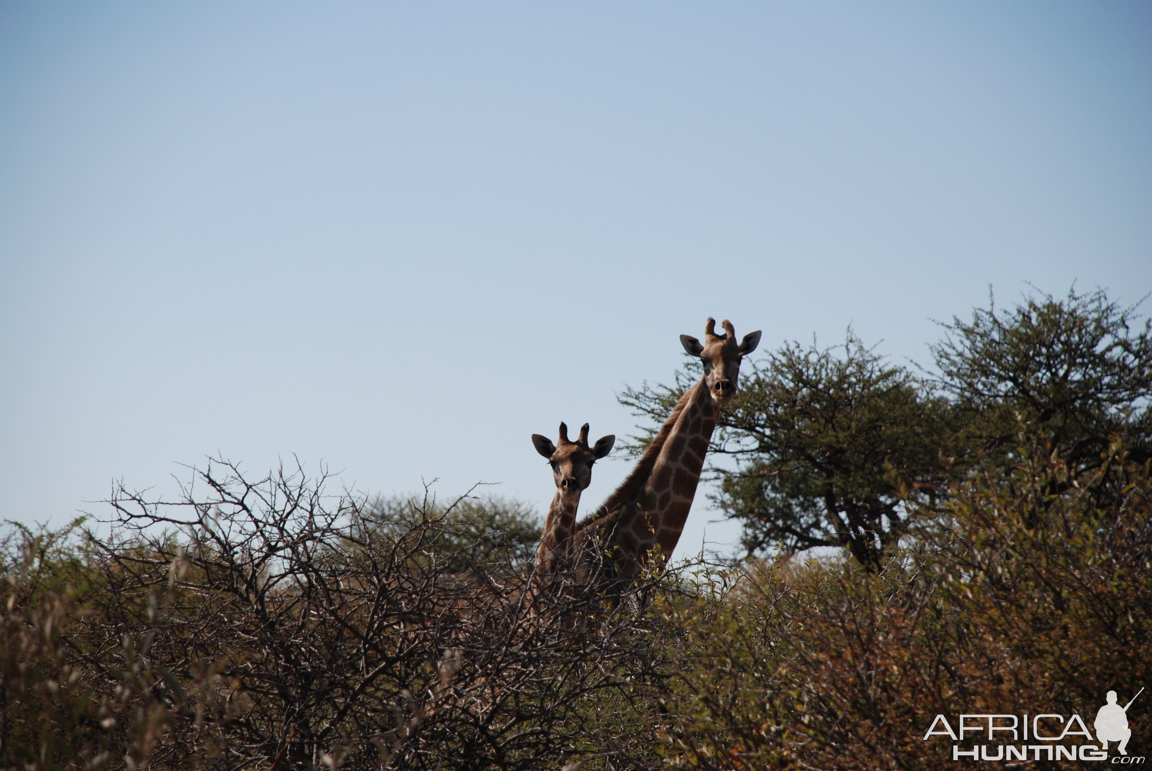 Ozondjahe Hunting Safaris, Namibia