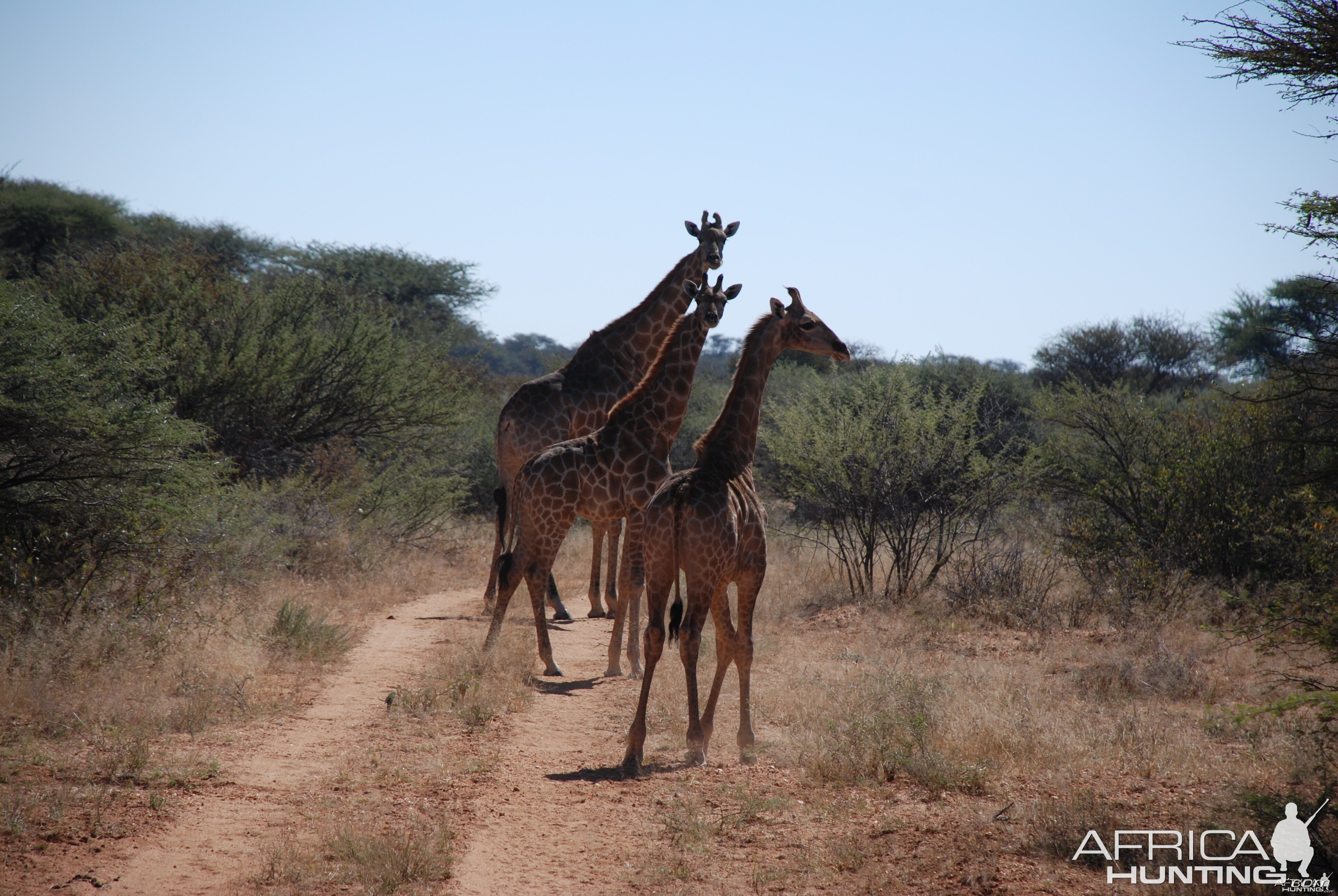 Ozondjahe Hunting Safaris, Namibia