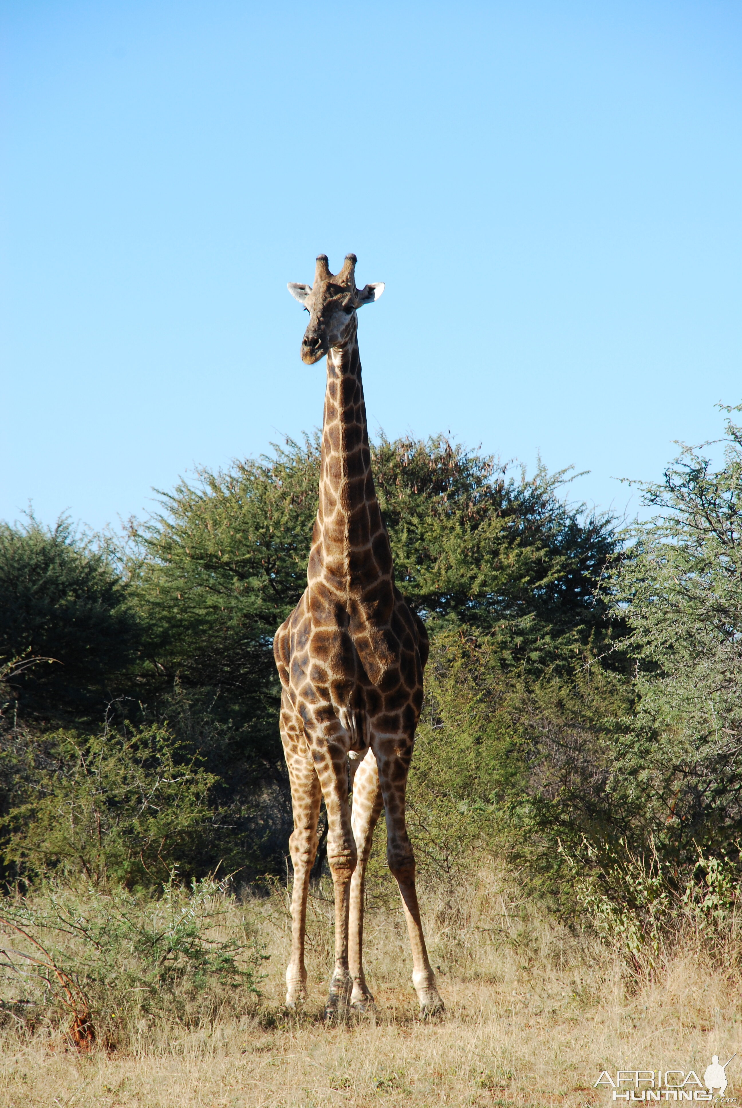 Ozondjahe Hunting Safaris, Namibia