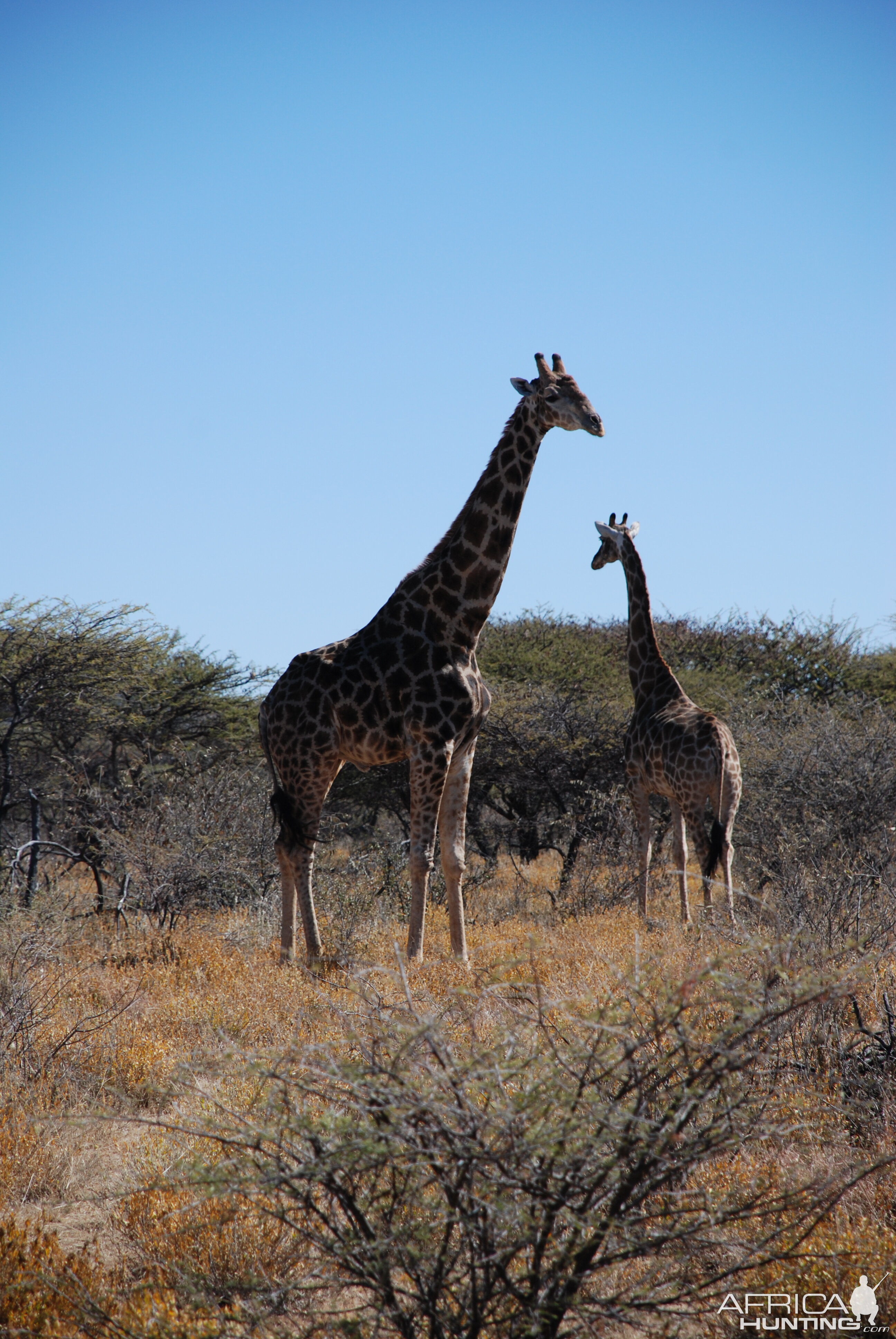 Ozondjahe Hunting Safaris, Namibia