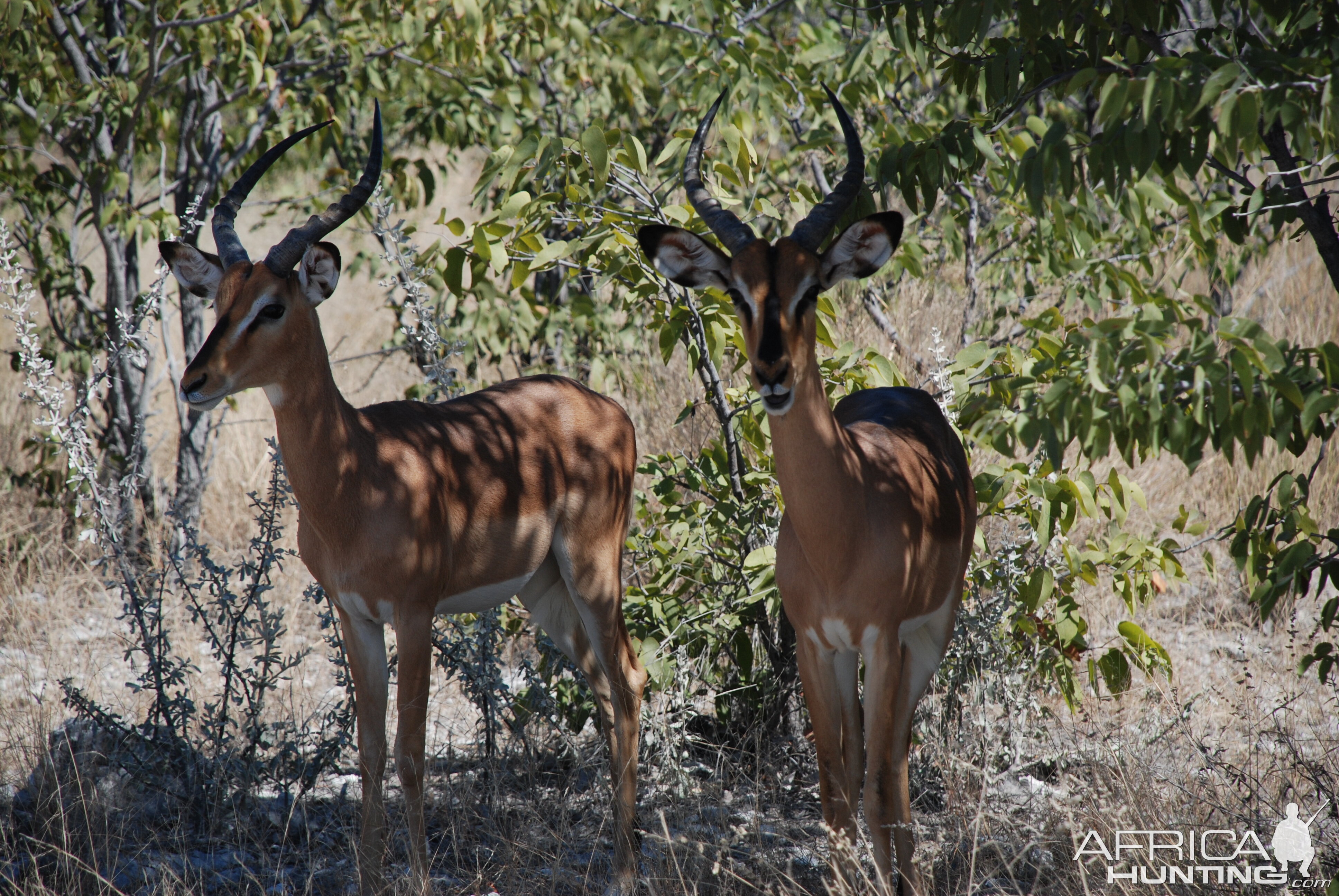 Ozondjahe Hunting Safaris, Namibia