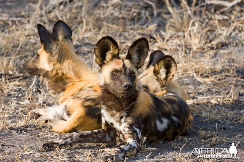 Pack of African Wild Dog (Lycaon pictus)