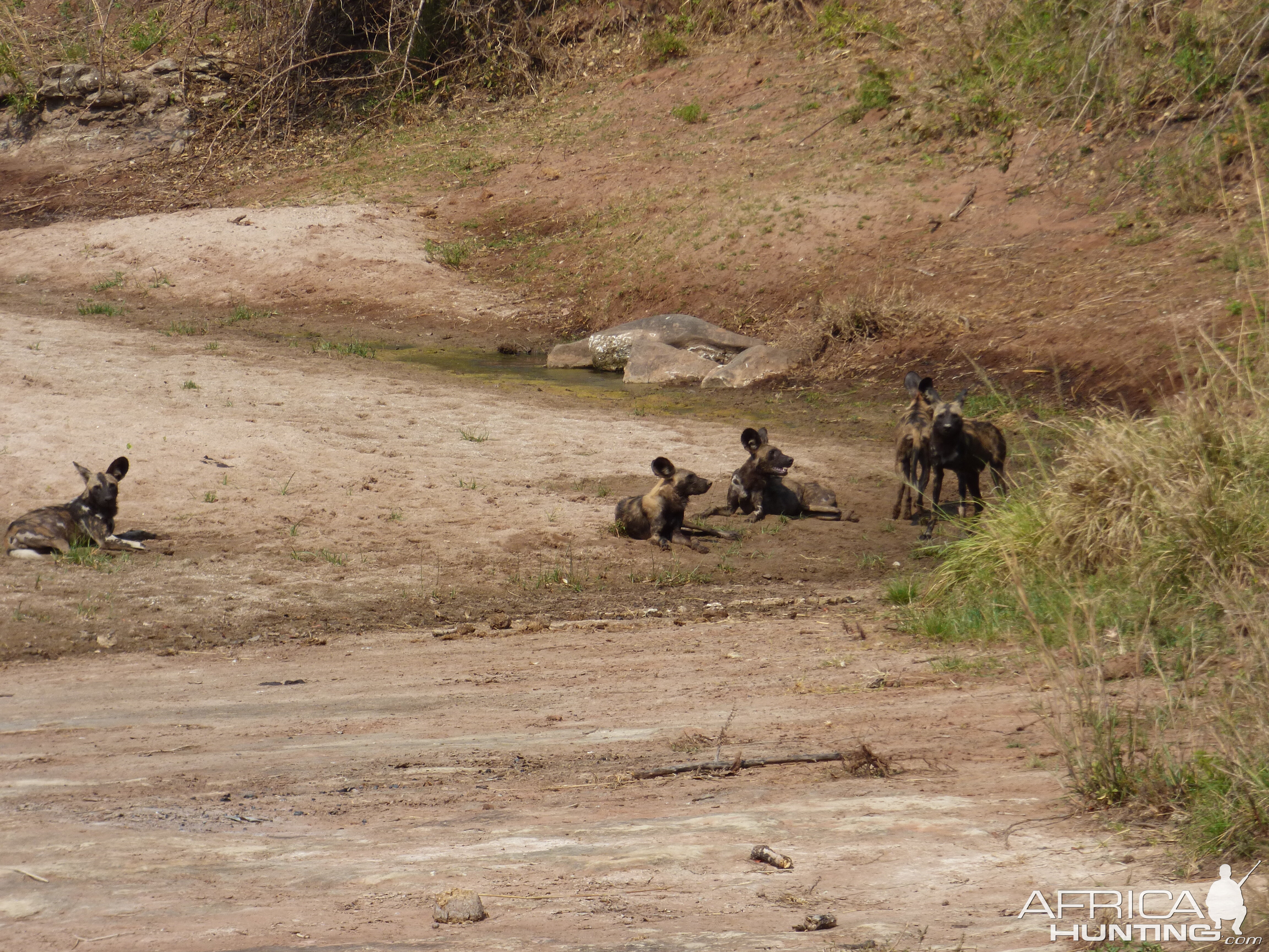 Pack of African Wild Dogs