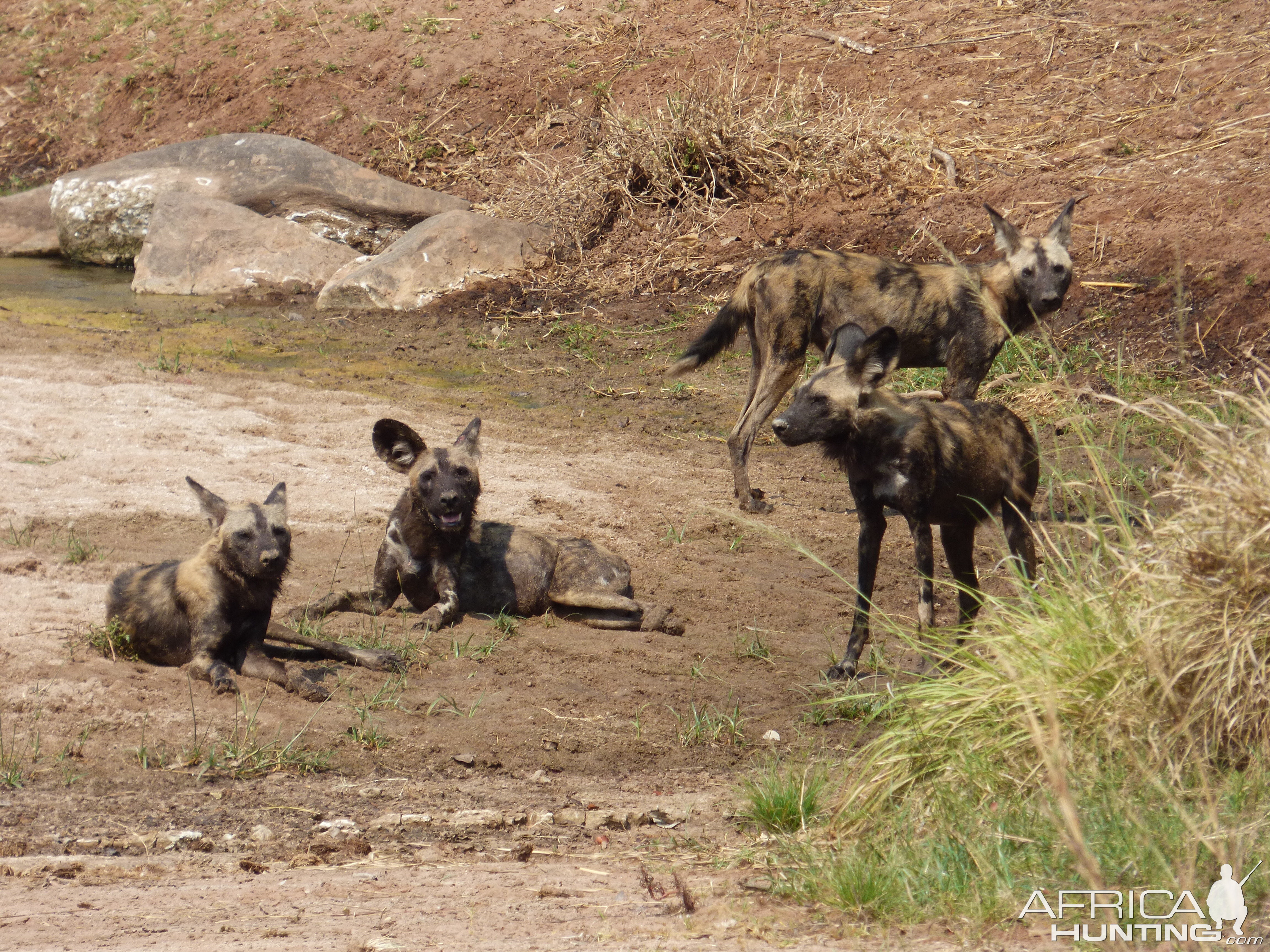 Pack of African Wild Dogs