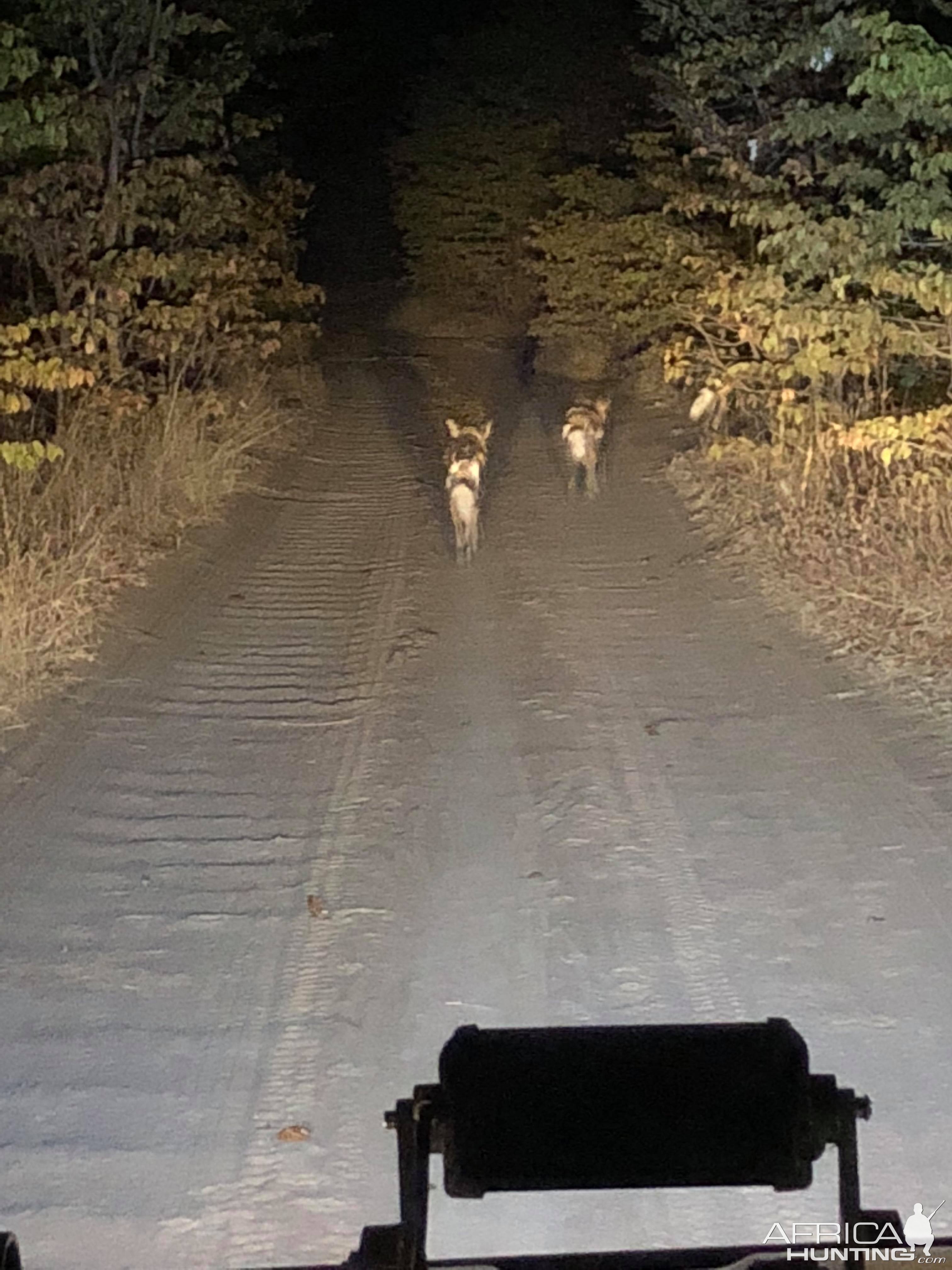 Pack of Wild Dogs in Zambia