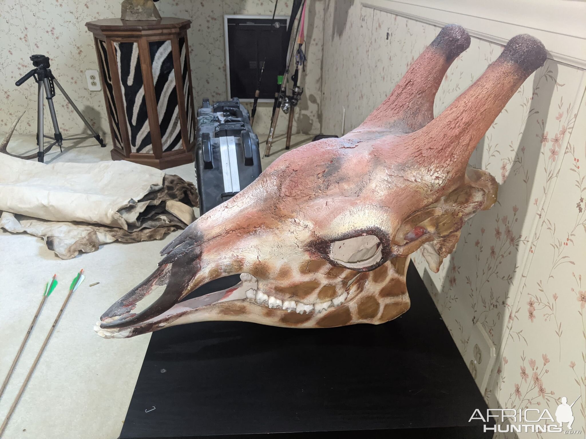 Painted Giraffe Skull Mount Taxidermy