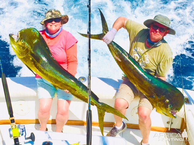 Pair of big dorado