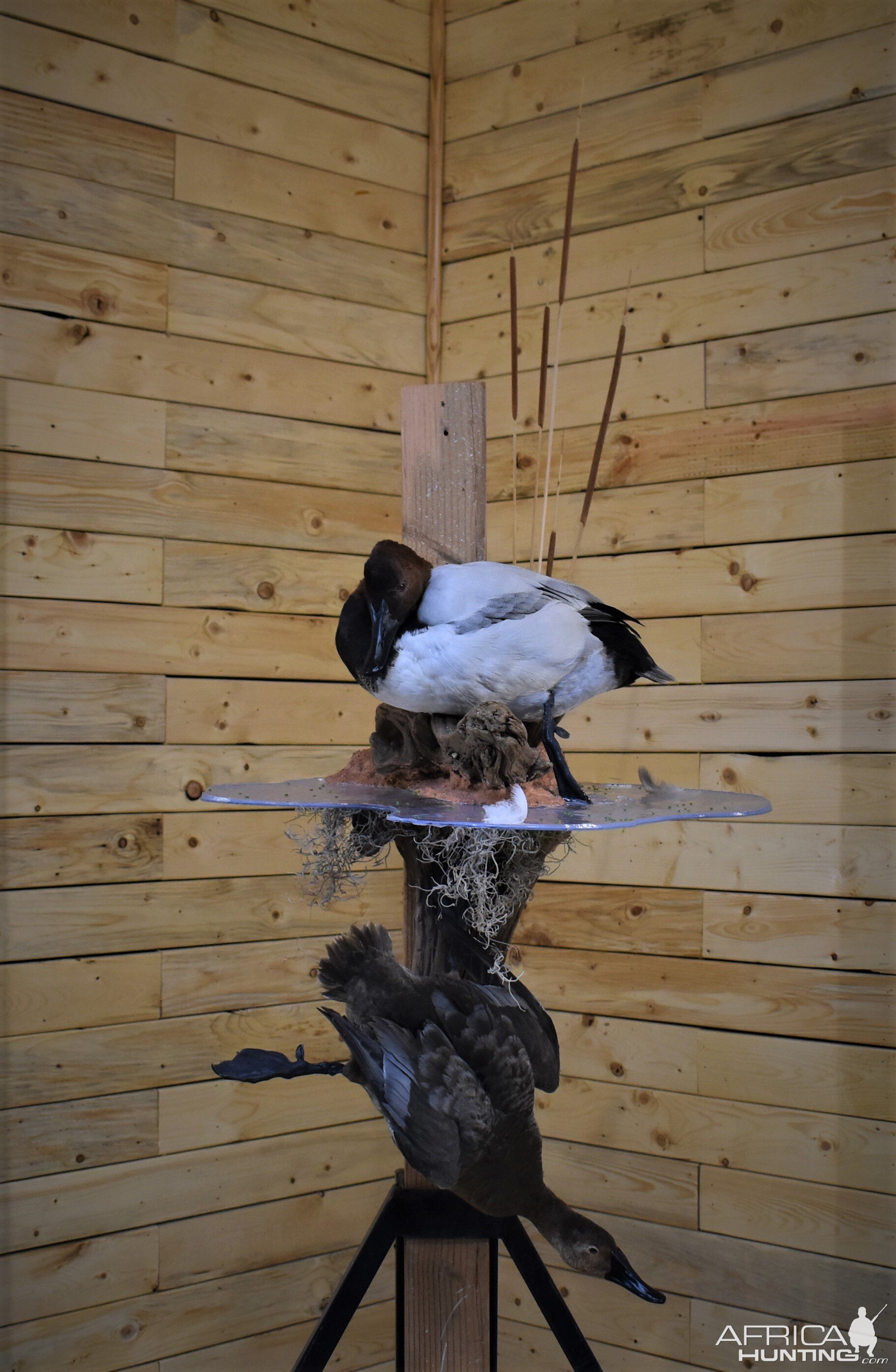 Pair Of Canvasbacks Full Mount Taxidermy