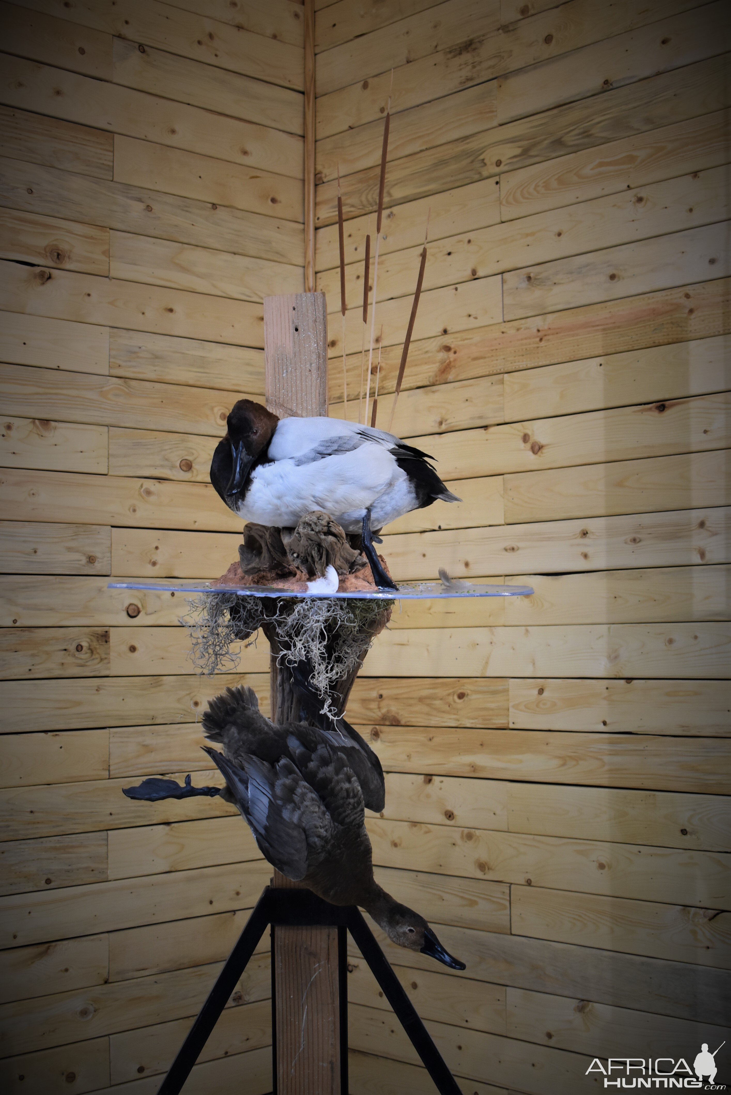 Pair Of Canvasbacks Full Mount Taxidermy