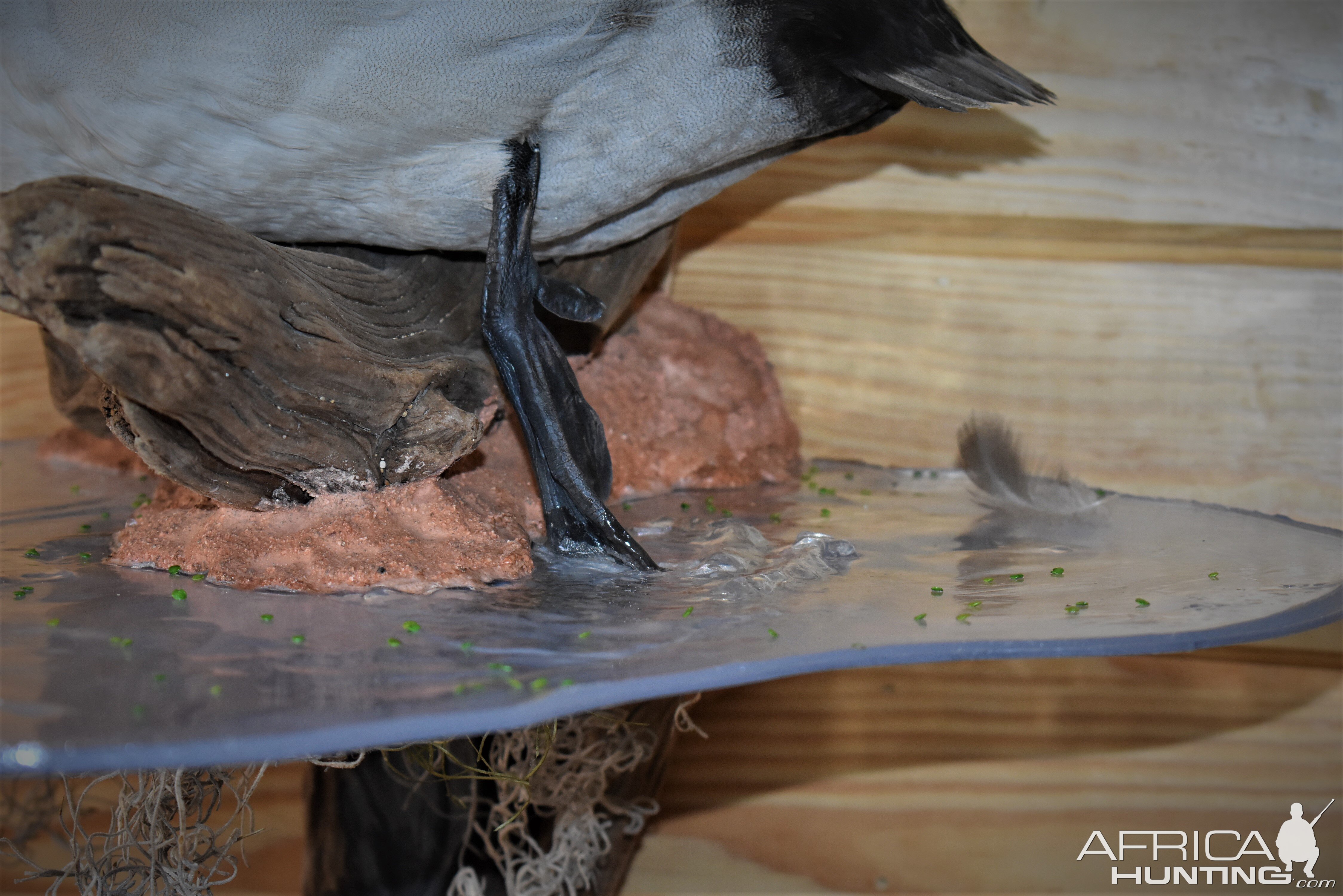 Pair Of Canvasbacks Full Mount Taxidermy