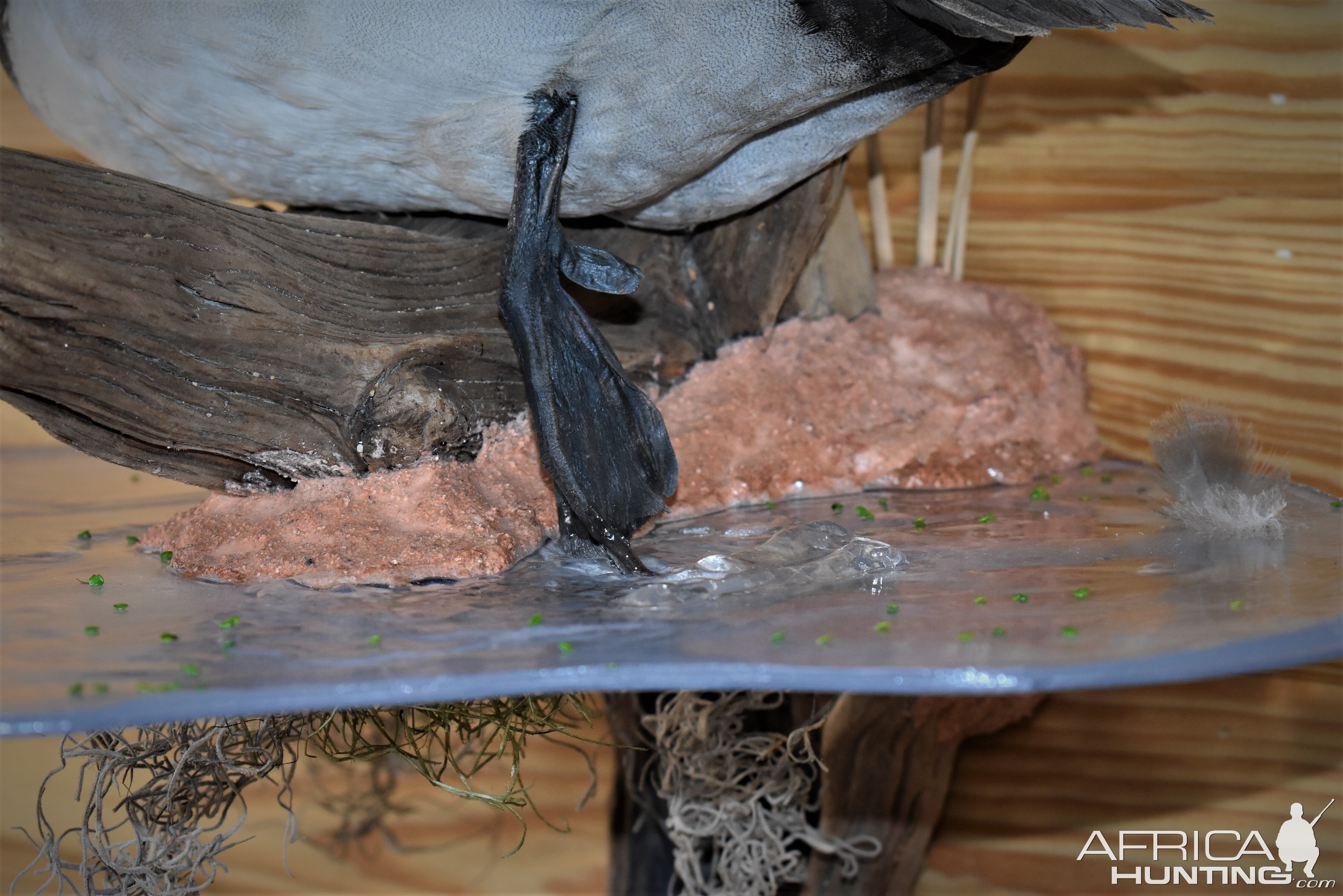 Pair Of Canvasbacks Full Mount Taxidermy