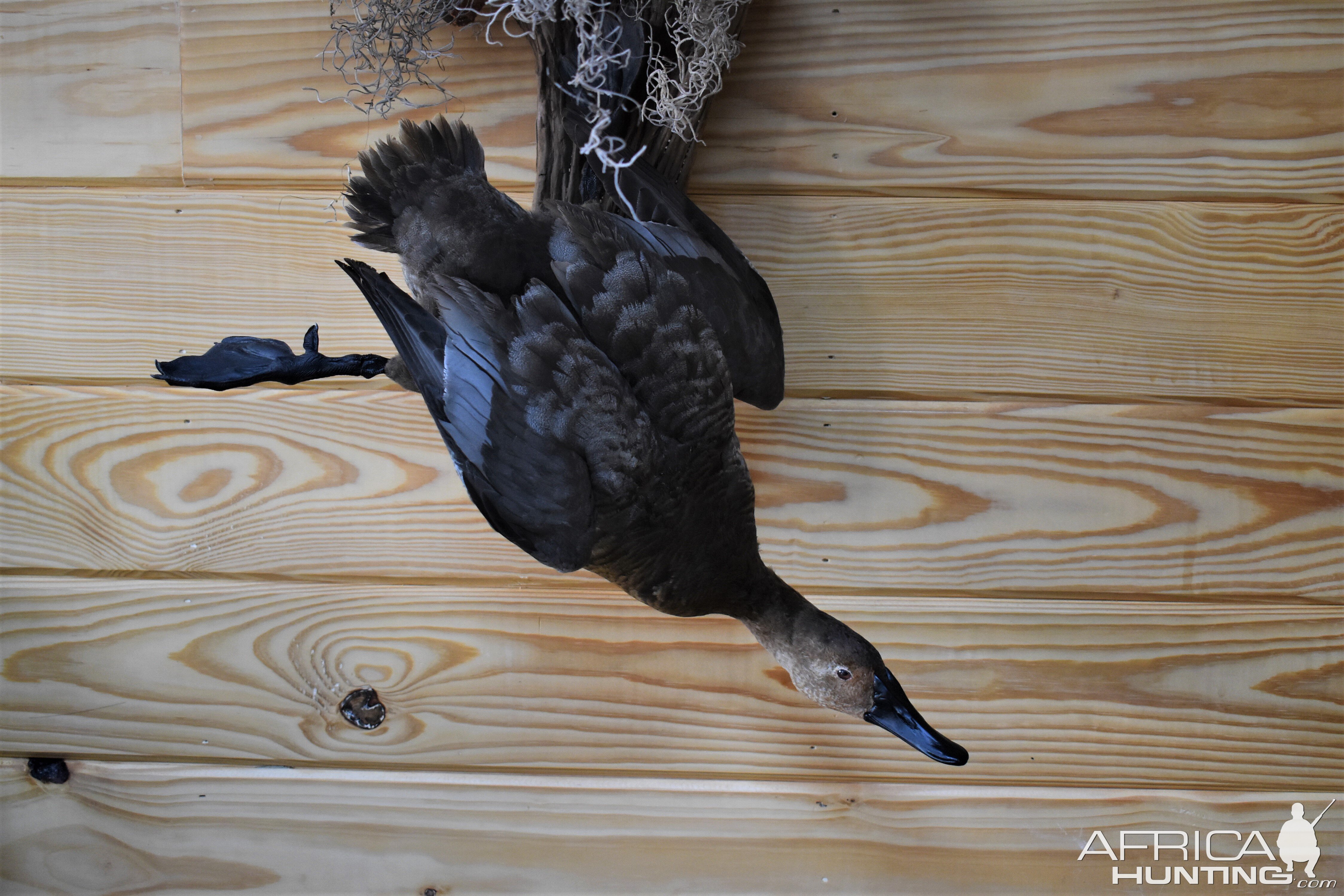 Pair Of Canvasbacks Full Mount Taxidermy