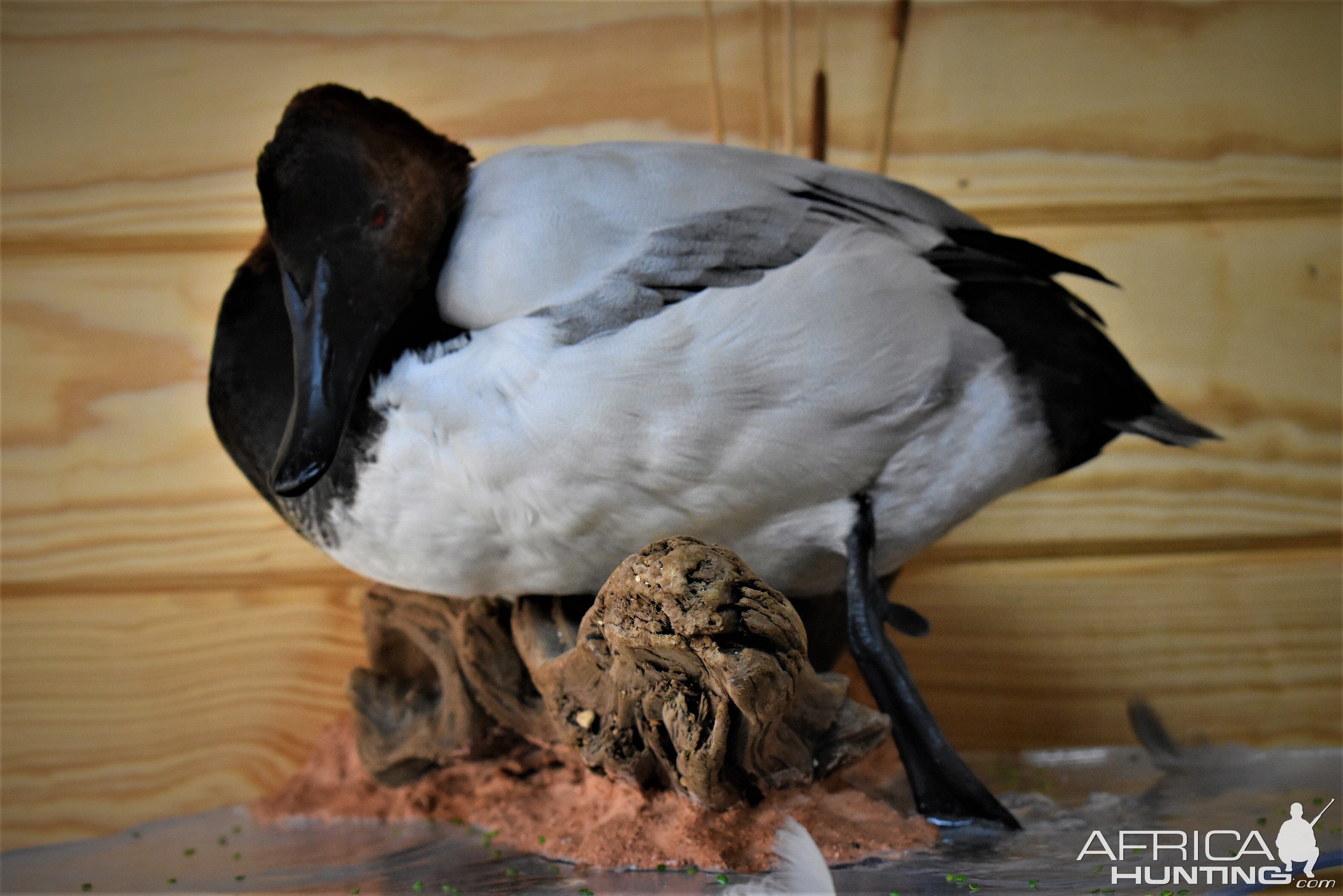 Pair Of Canvasbacks Full Mount Taxidermy