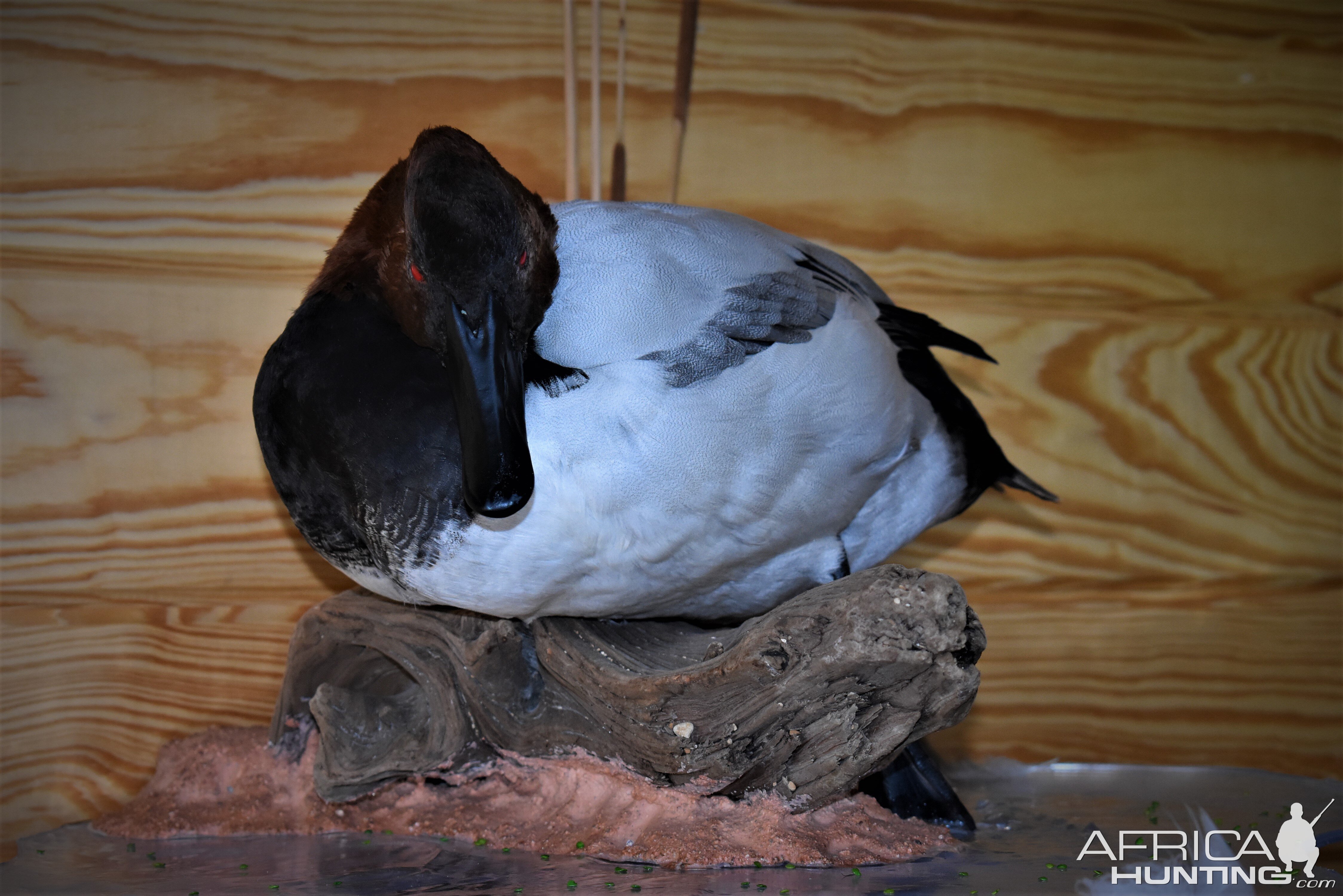 Pair Of Canvasbacks Full Mount Taxidermy