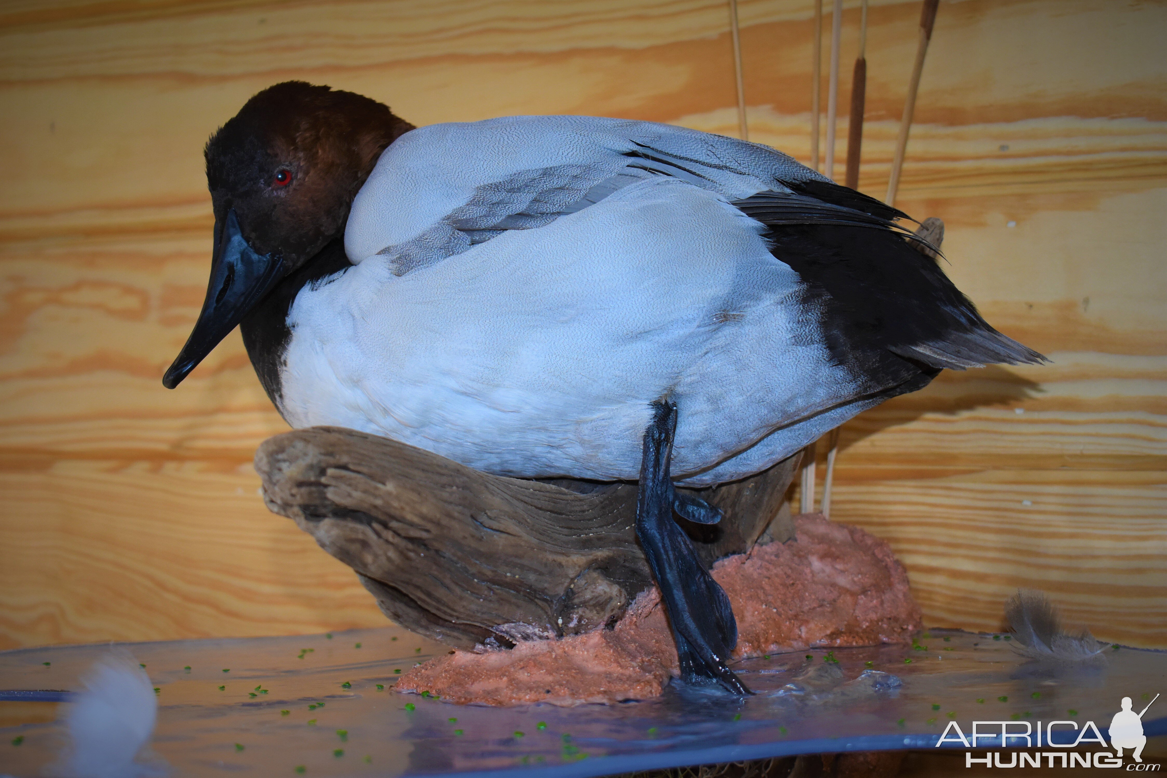 Pair Of Canvasbacks Full Mount Taxidermy