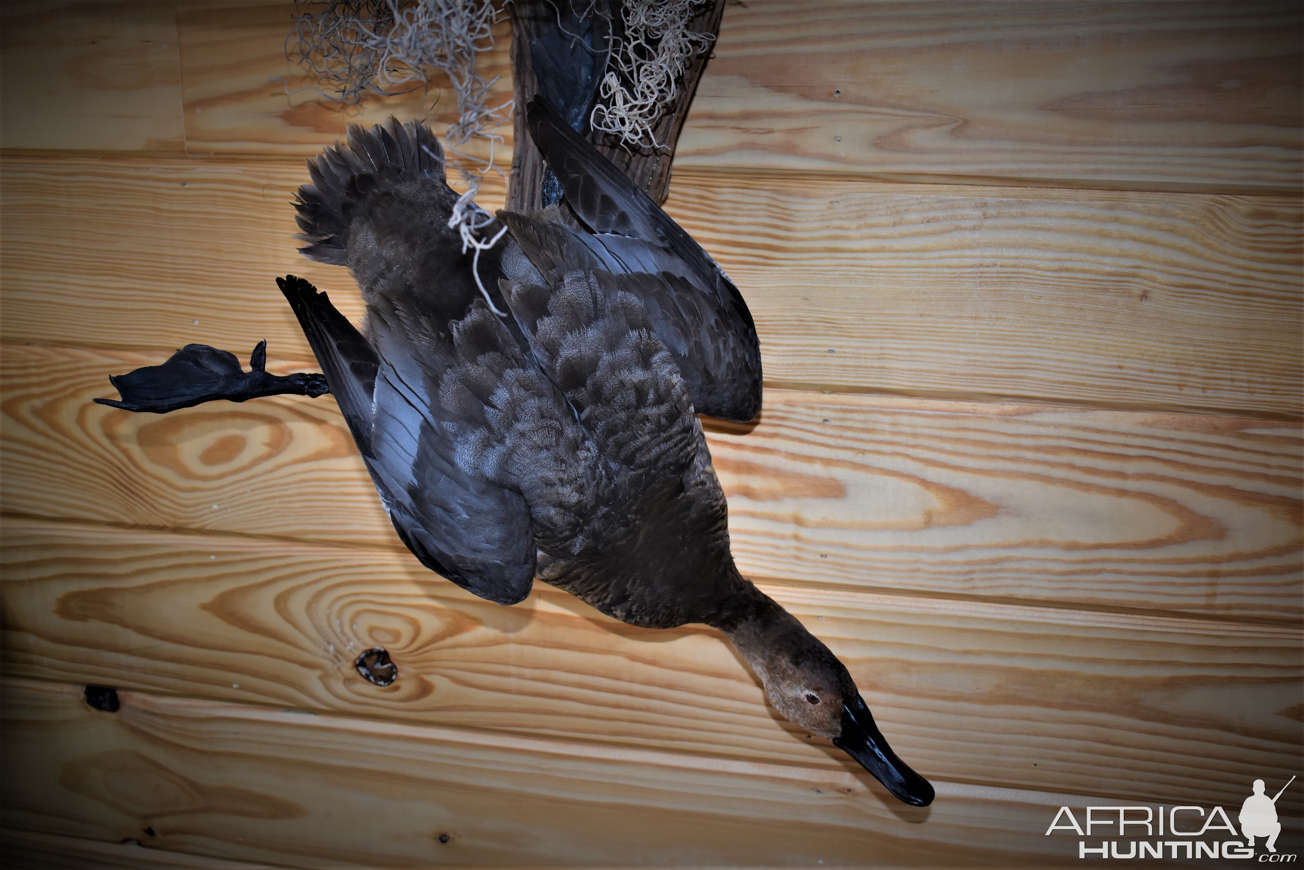 Pair Of Canvasbacks Full Mount Taxidermy