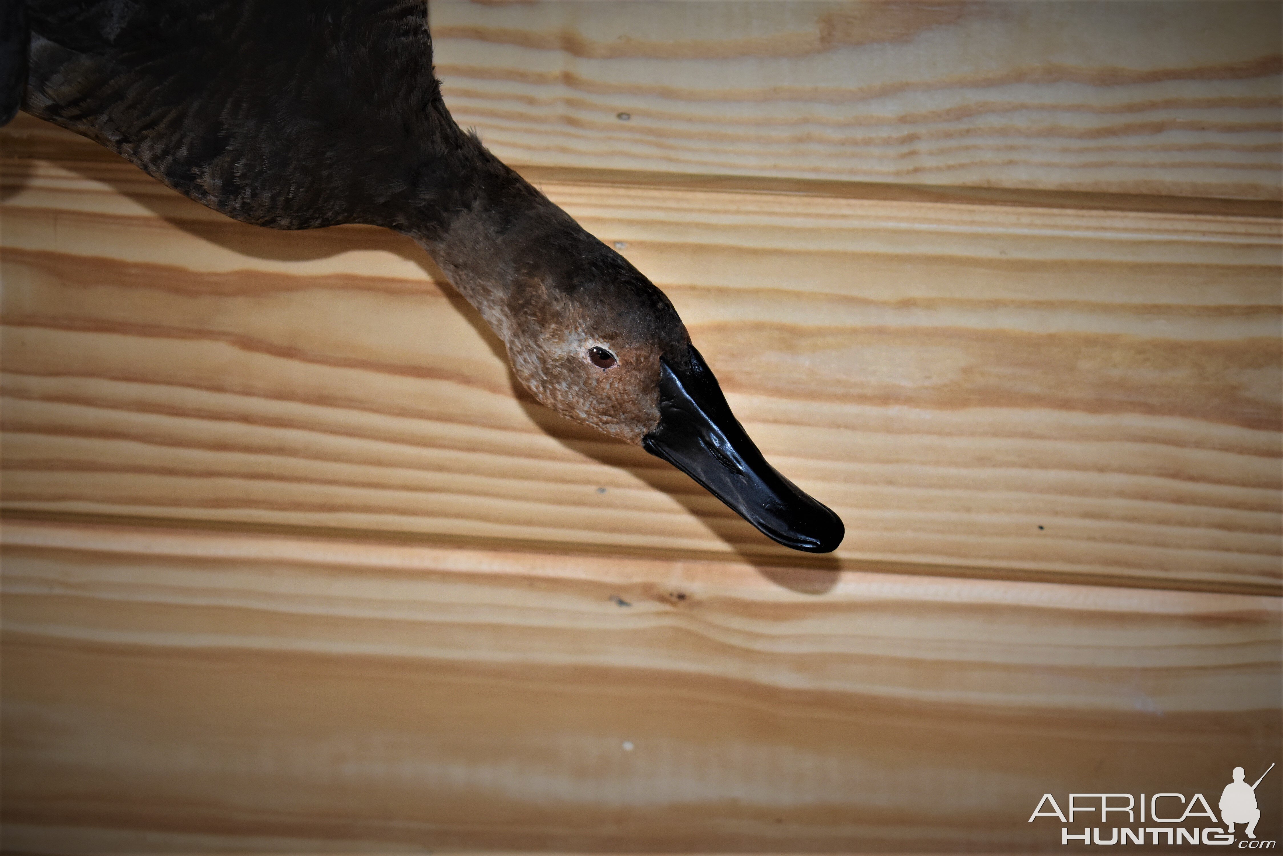 Pair Of Canvasbacks Full Mount Taxidermy