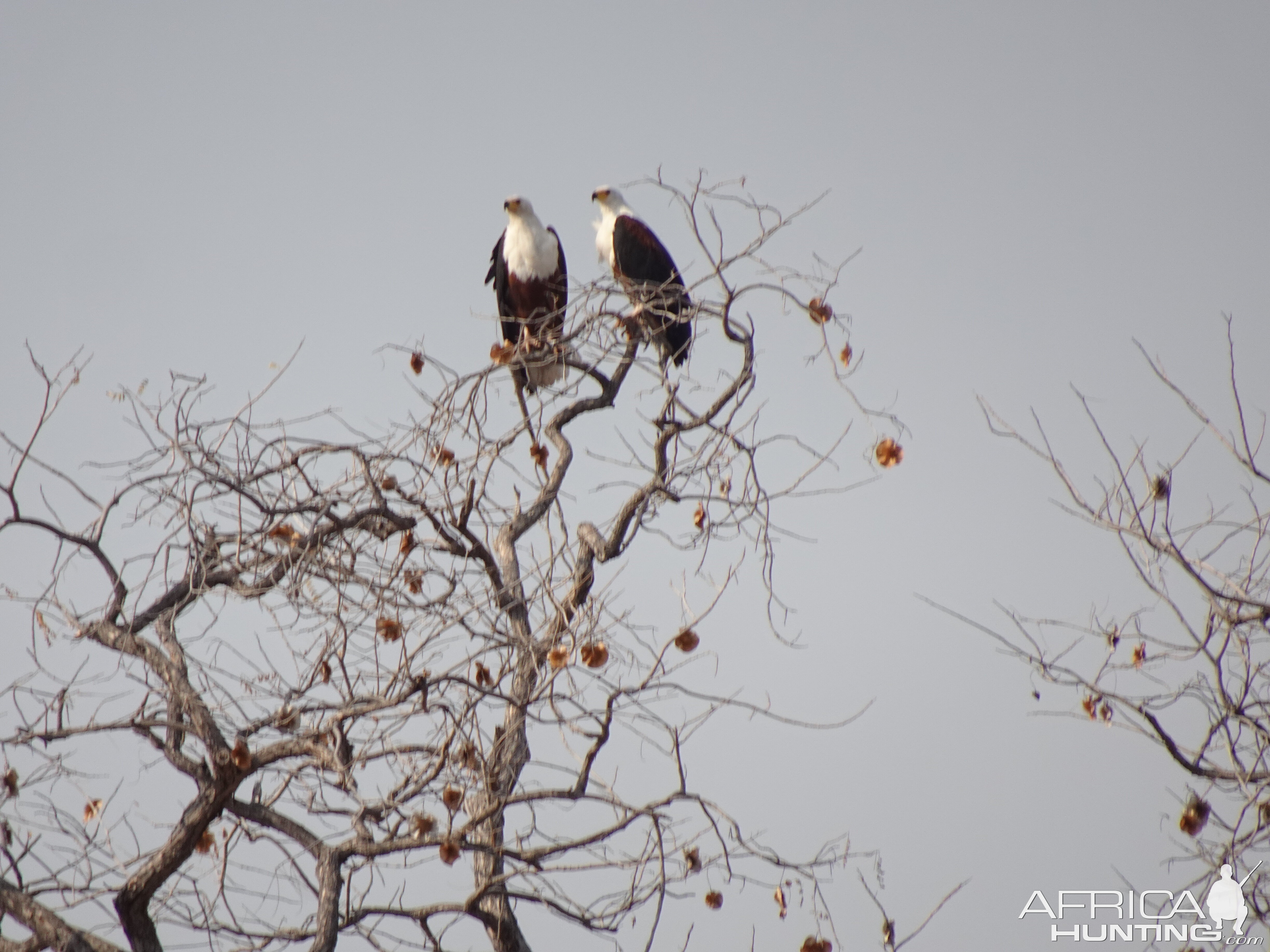 Pair of Fish Eagles in Zimbabwe